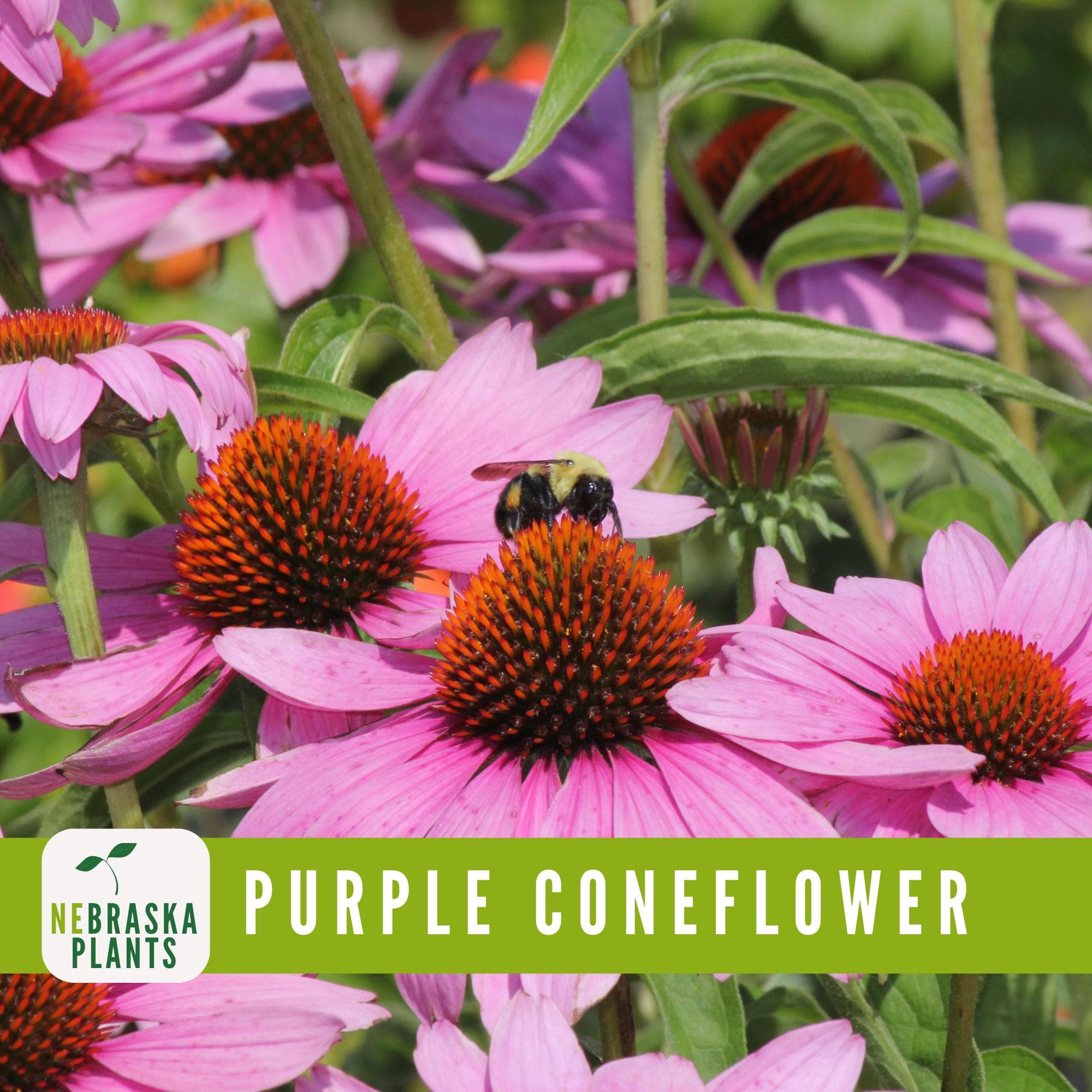 Non-GMO Purple Coneflower seeds for easy-to-grow, long-lasting flowers