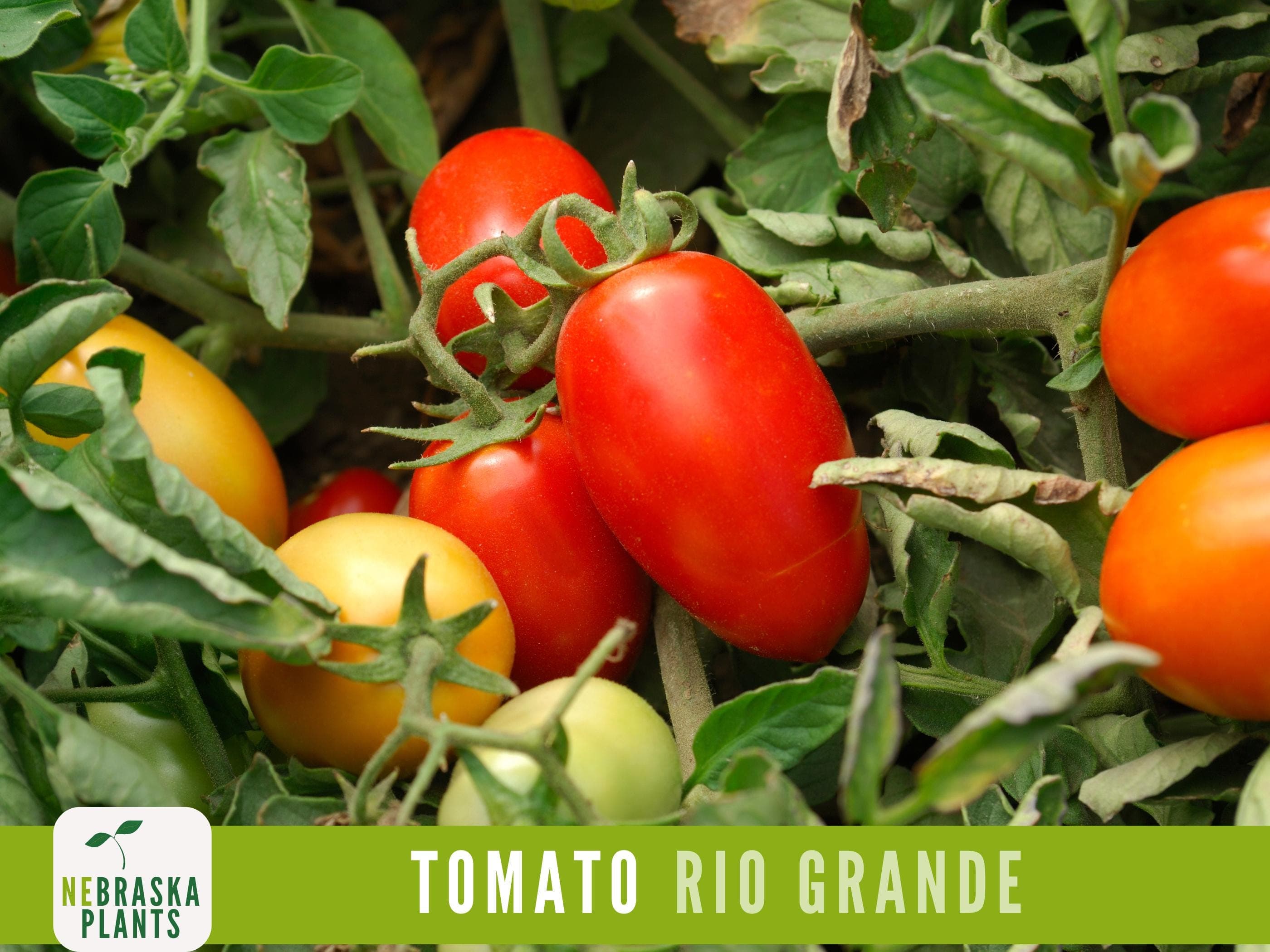 Rio Grande Tomato Seeds - Heirloom Paste Tomato Seeds - image 3