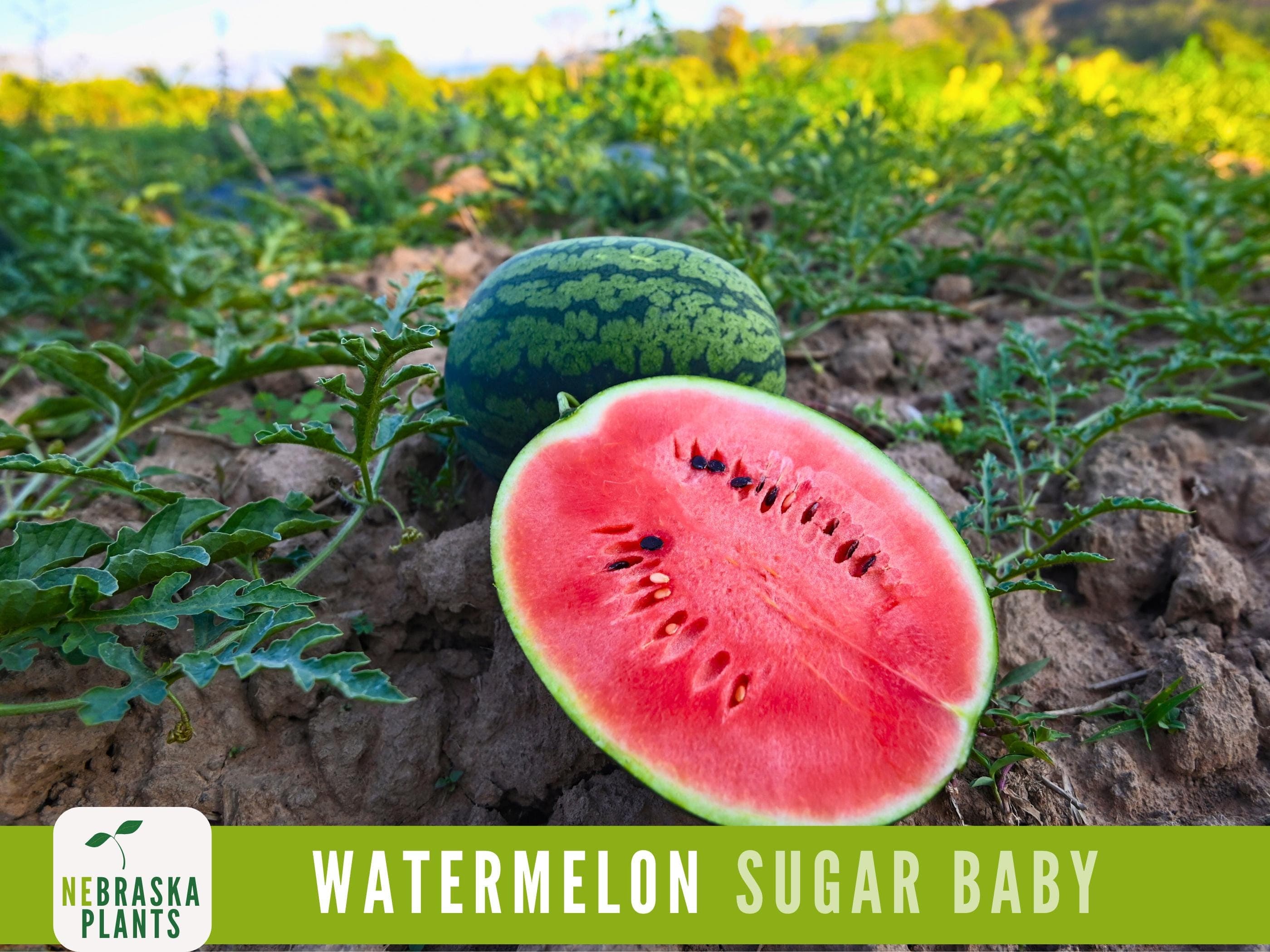 Sugar Baby Watermelon Seeds - Heirloom Watermelon Seeds