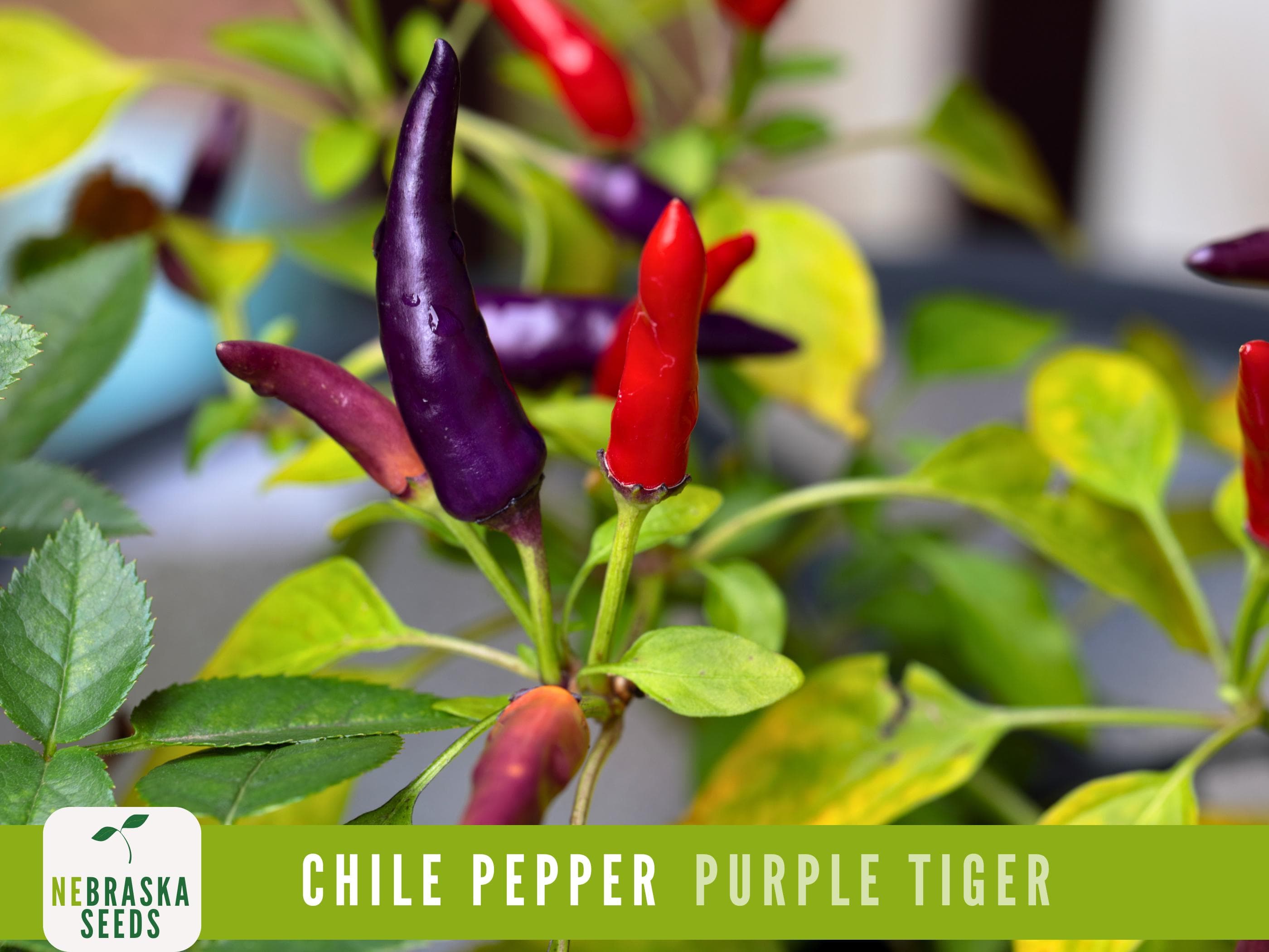 Ornamental Purple Tiger pepper plant with multicolored foliage and tiny upright purple chilies.