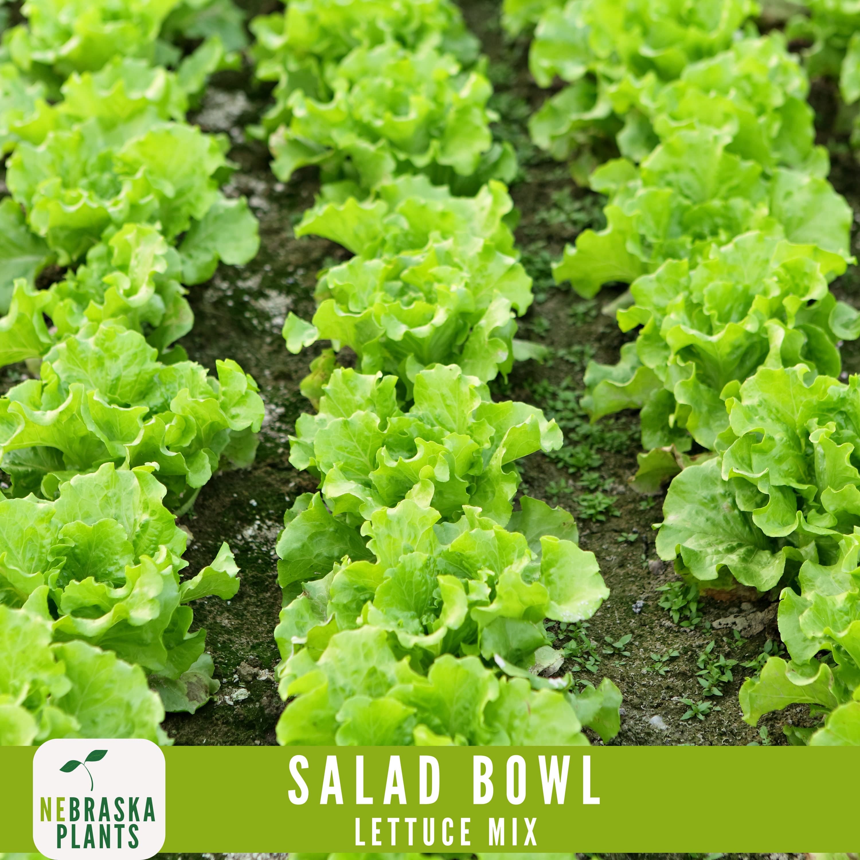 Salad Bowl Container Mix - Heirloom Lettuce Seeds - image 5