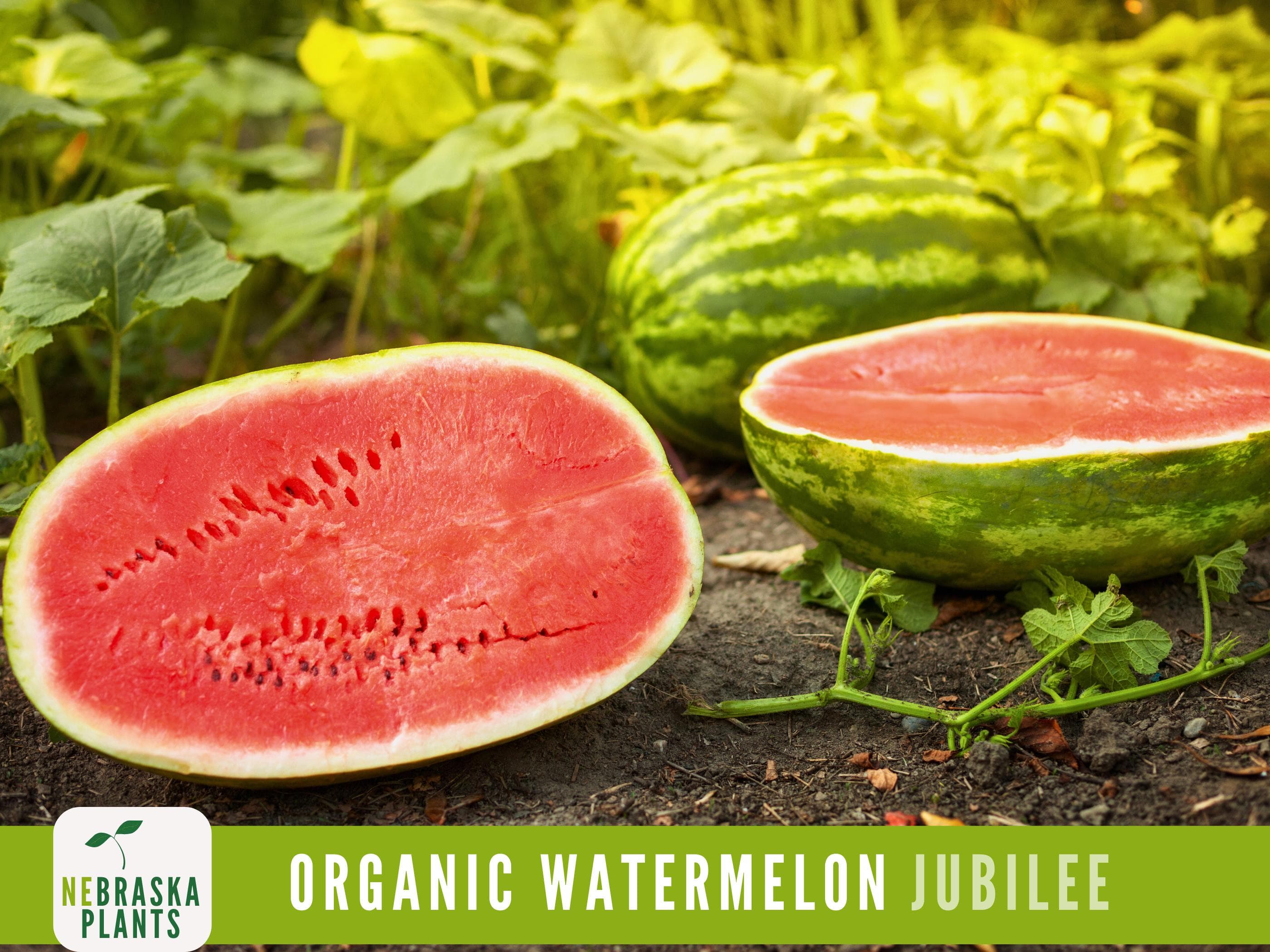 Organic Jubilee Heirloom Watermelon Seeds - Sweet, Juicy, and Perfect for Your Summer Garden! - image 3