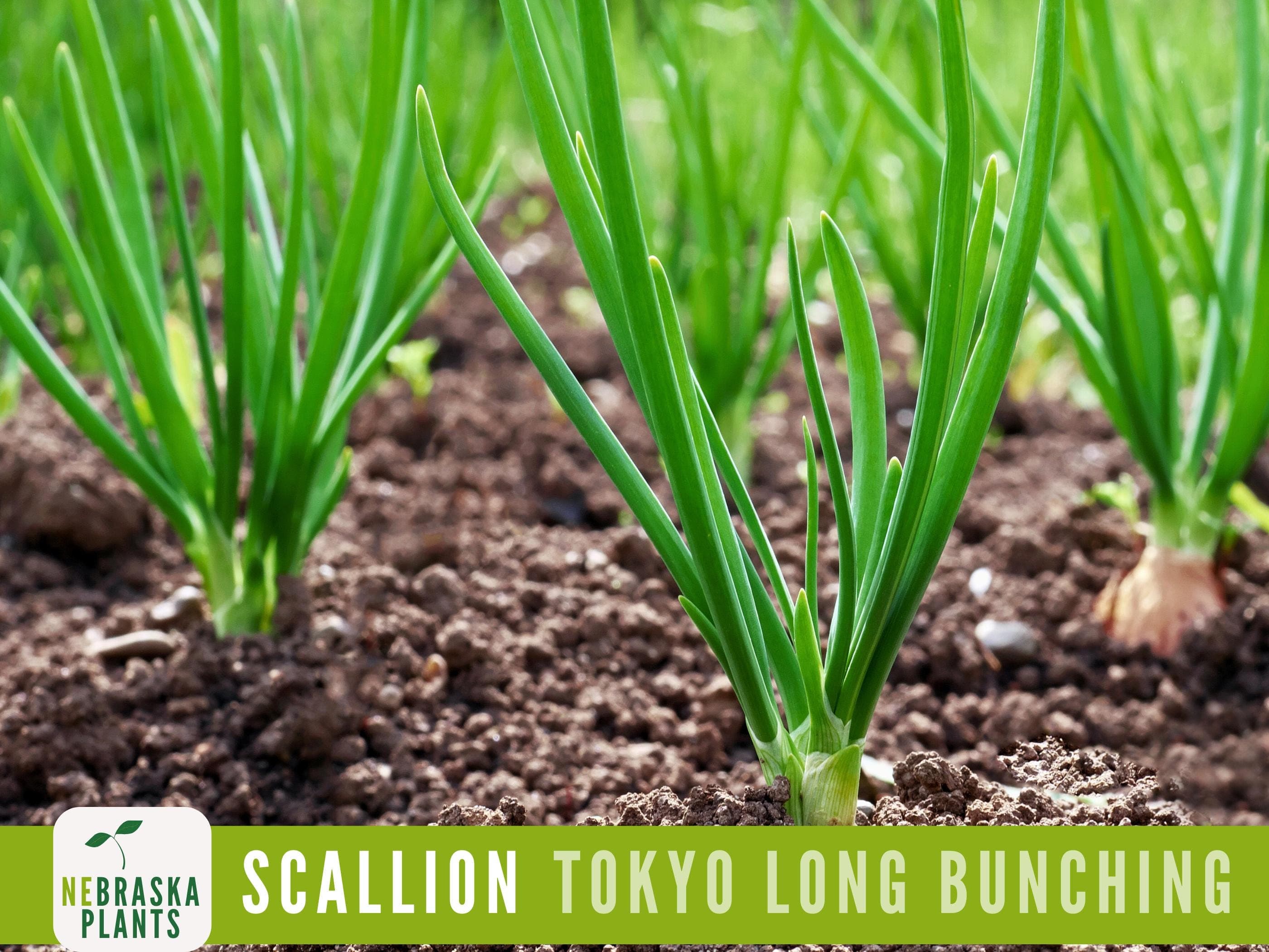 Scallion Seeds - Tokyo Long White Bunching Onion Heirloom Seeds - image 5