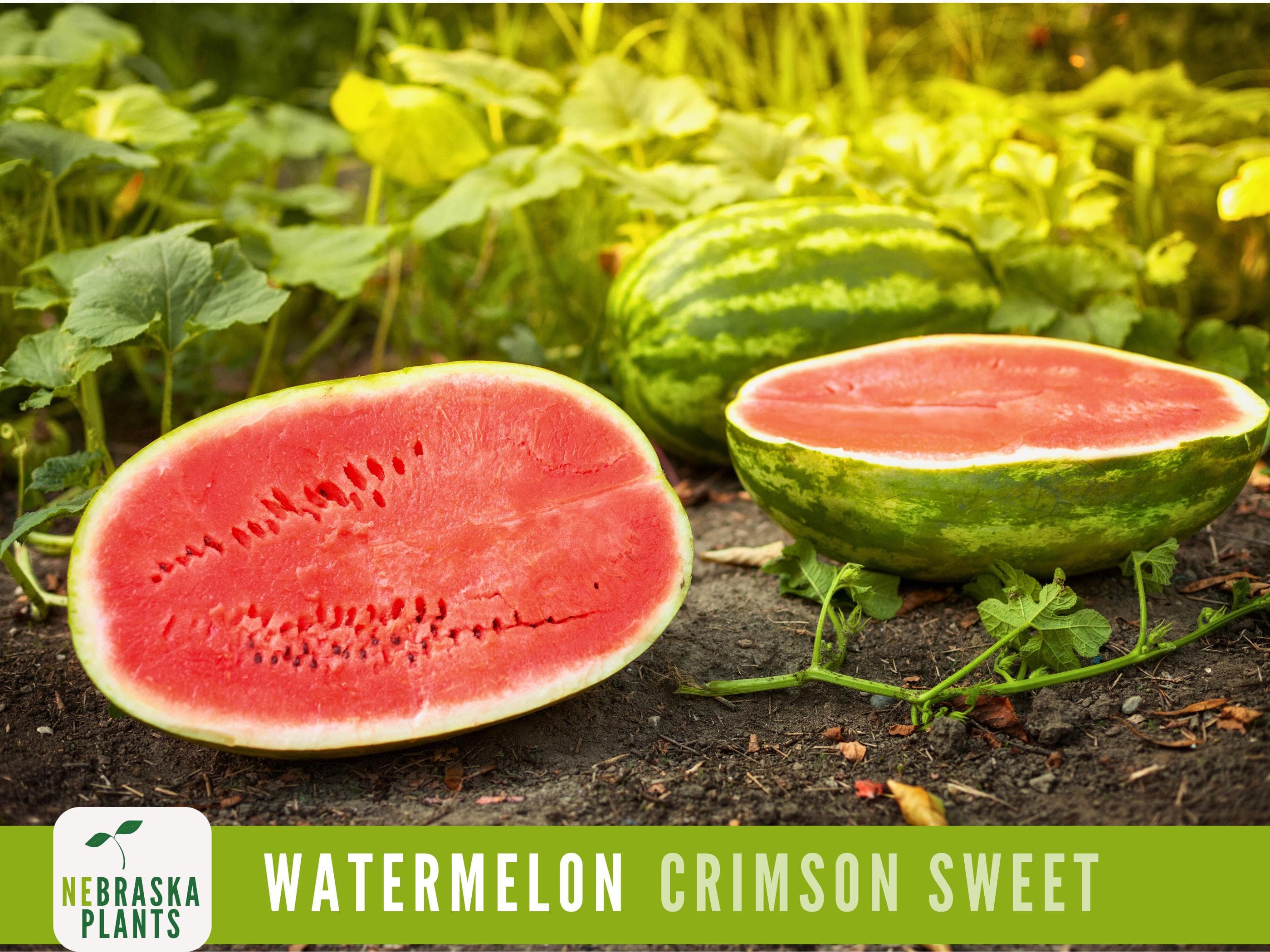 Watermelon Seeds - Crimson Sweet Heirloom Watermelon Seeds