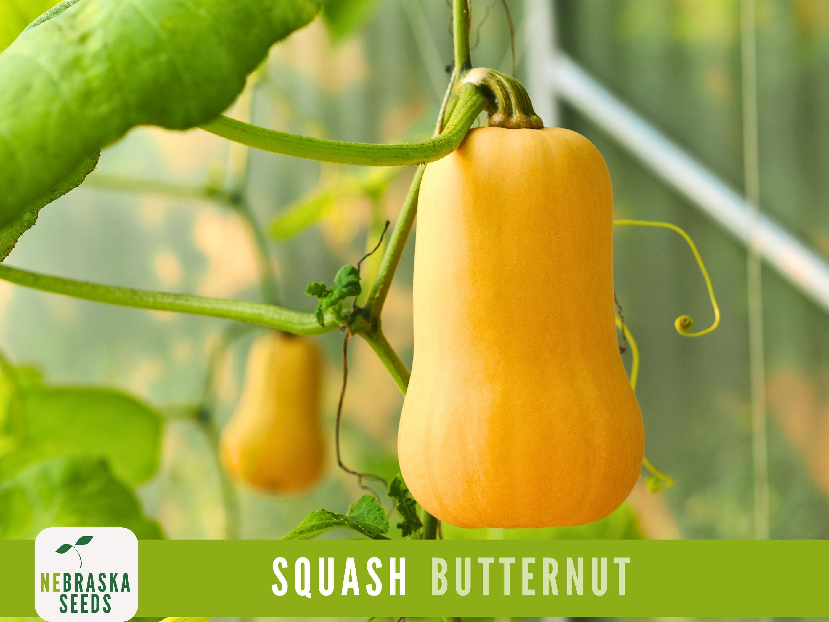 Winter Squash Seeds - Waltham Butternut Heirloom Squash Seeds