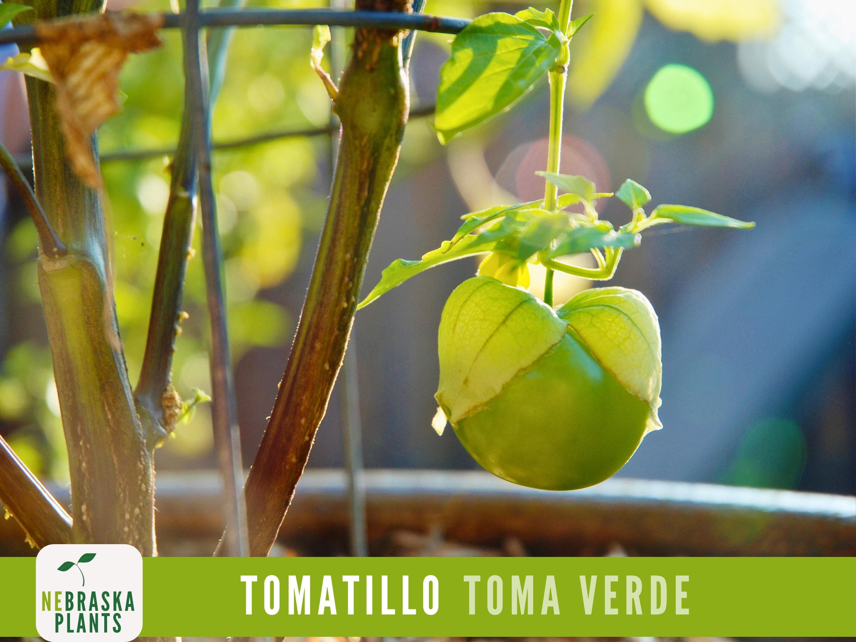 Tomatillo Seeds - Toma Verda Heirloom Garden Seeds