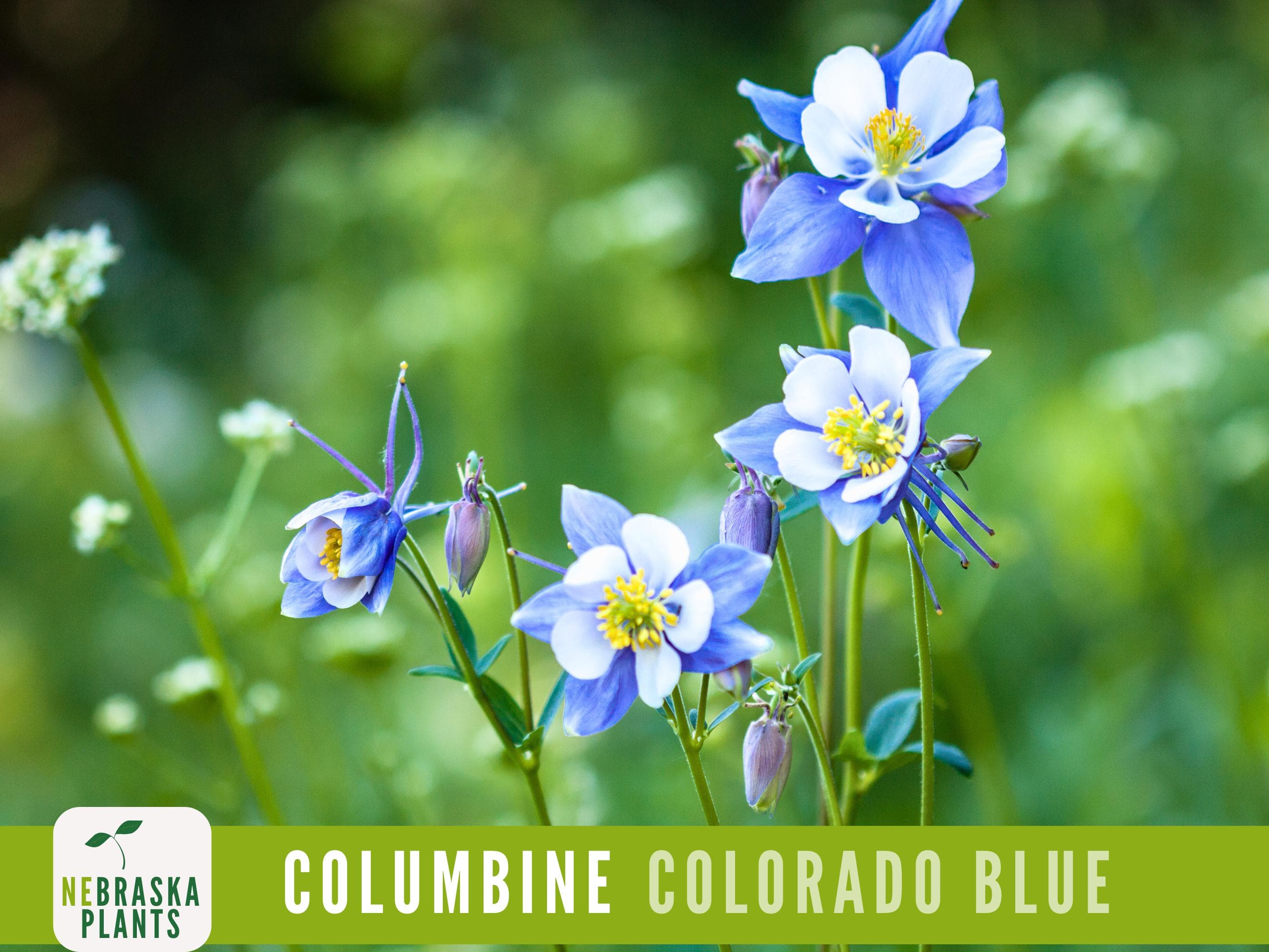 Colorado Blue Columbine flowers growing on tall stems in a backyard garden.
