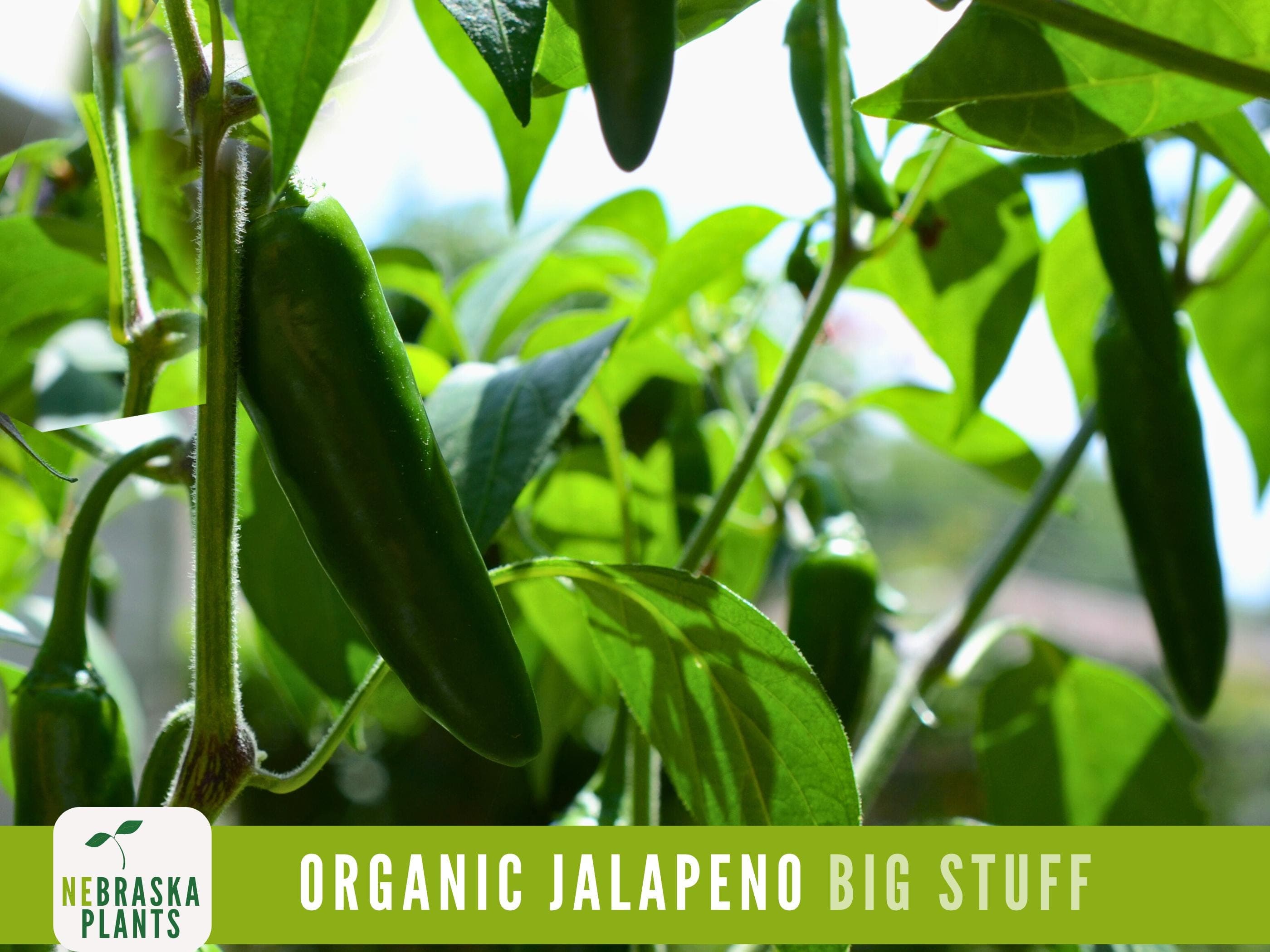 Organic Jalapeño Pepper - Heirloom Jalapeño Garden Seeds - image 4