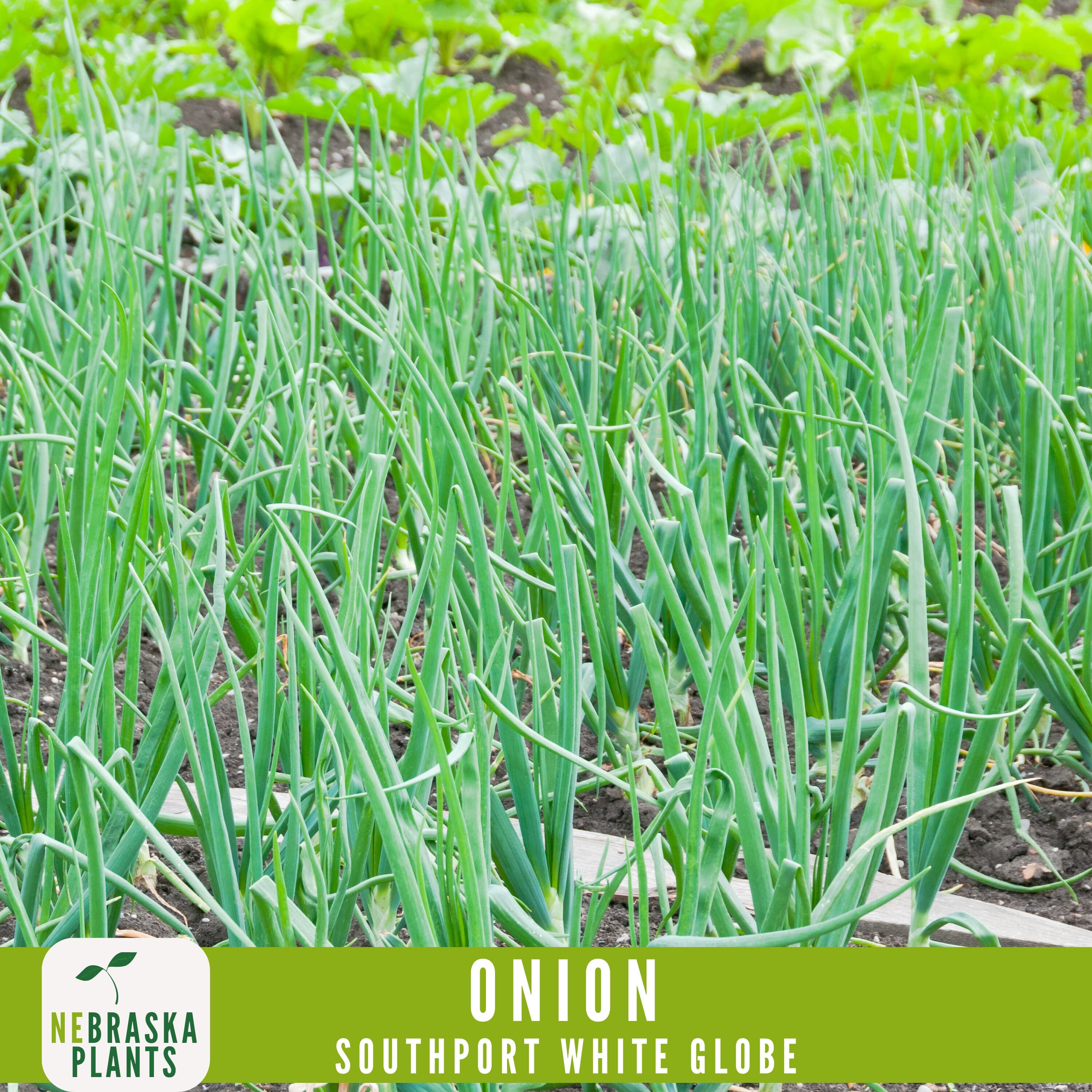 Premium Southport White Globe Heirloom Onion Seeds - Crisp, Flavorful, and Easy to Grow for Your Home Garden - image 5