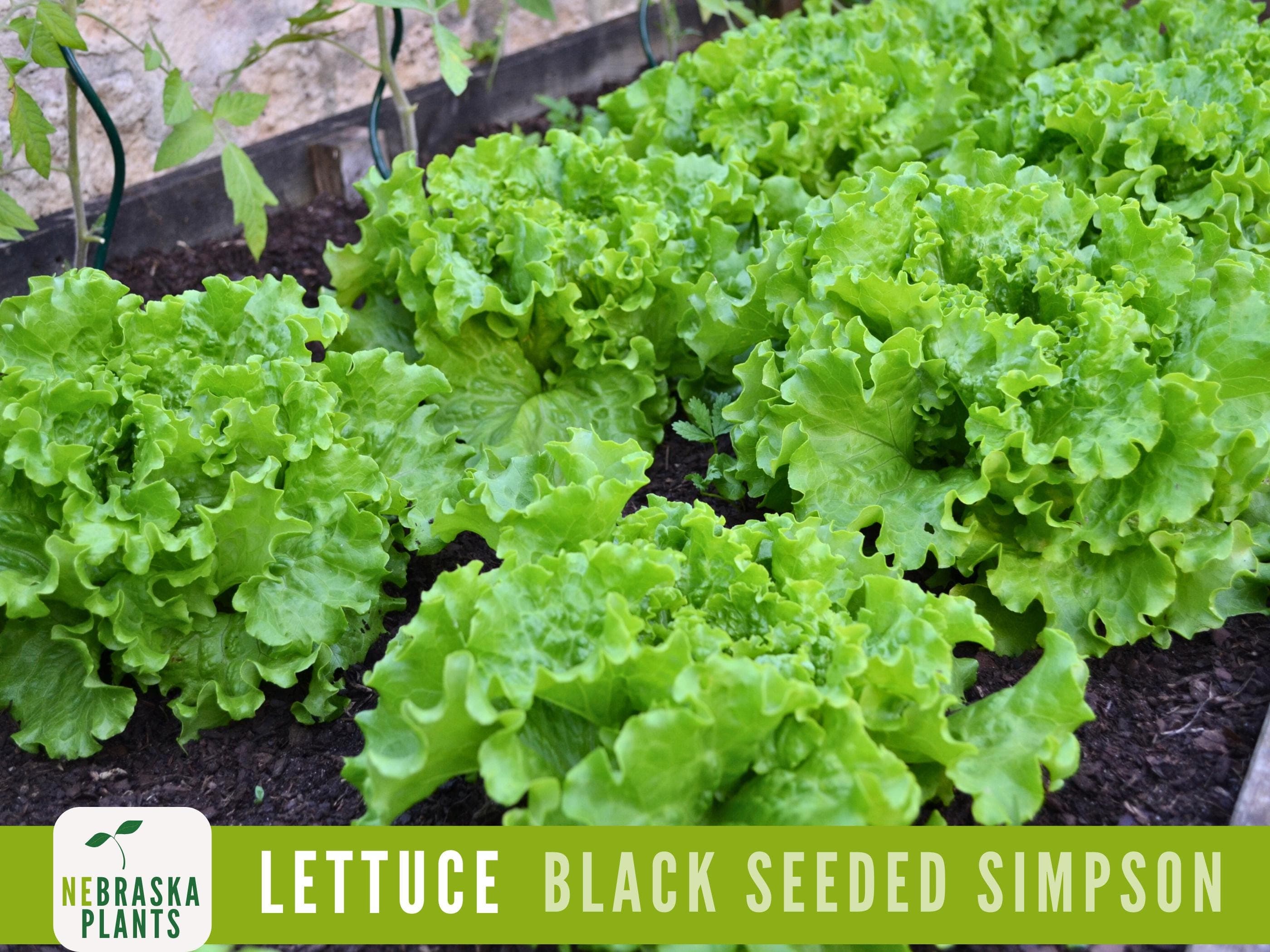 Black Seeded Simpson Lettuce Seeds - Crisp & Fresh Heirloom Greens in your Backyard Garden!