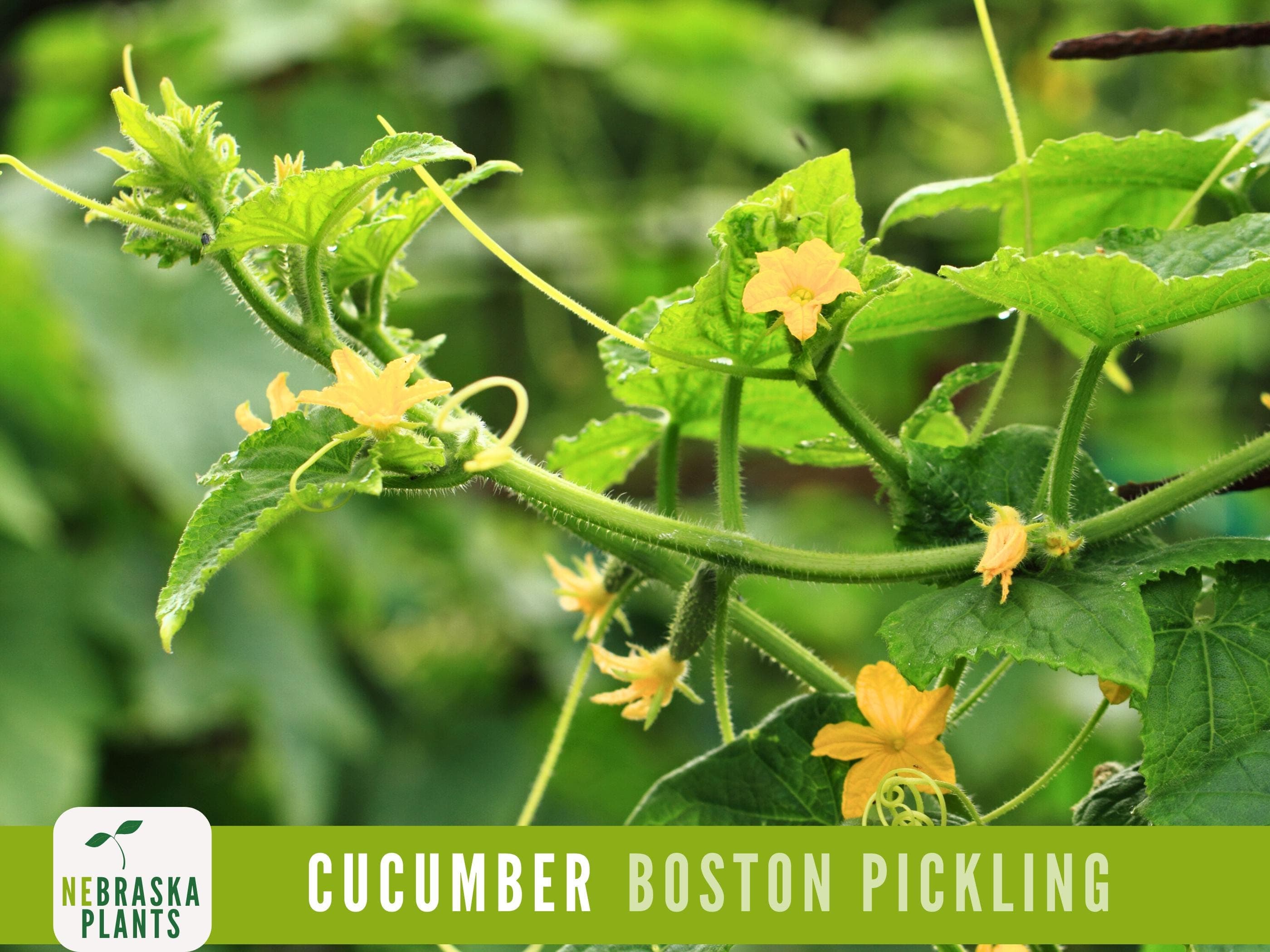 Cucumber Seeds - Boston Pickling Cucumber Heirloom Garden Seeds - image 4