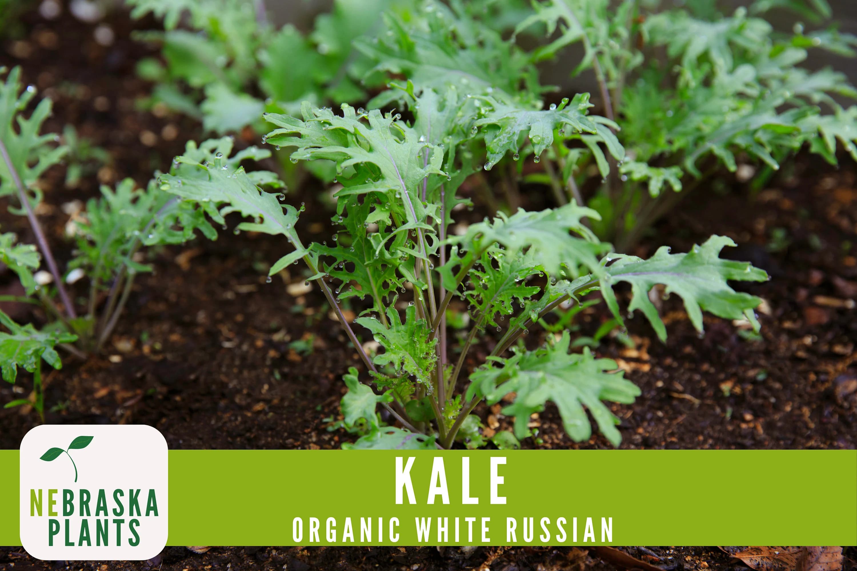 Kale Seeds- Organic White Russian Heirloom Kale Seeds - image 5