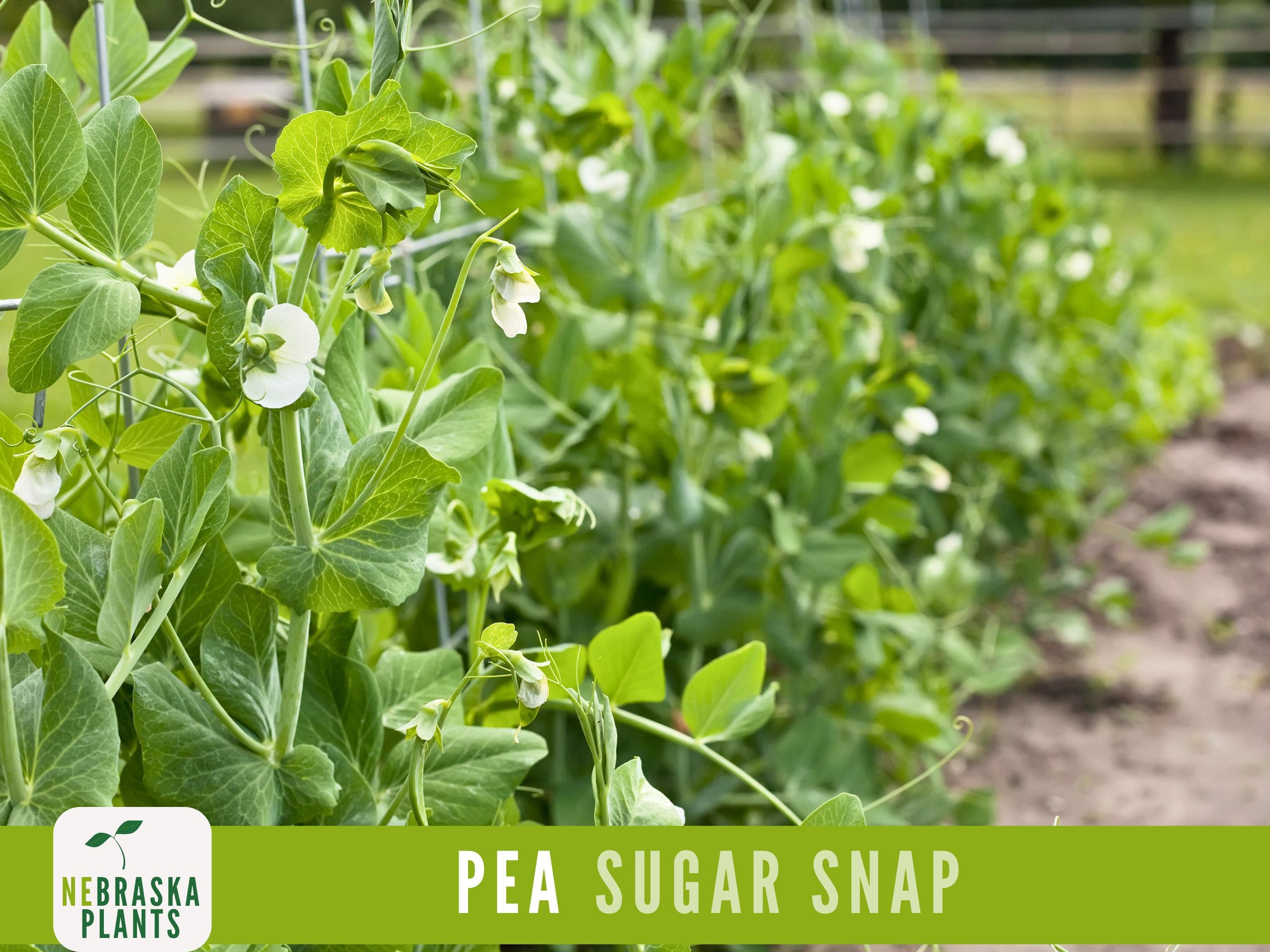 Sugar Snap Pea Seeds - 50+ Heirloom Pea Seeds