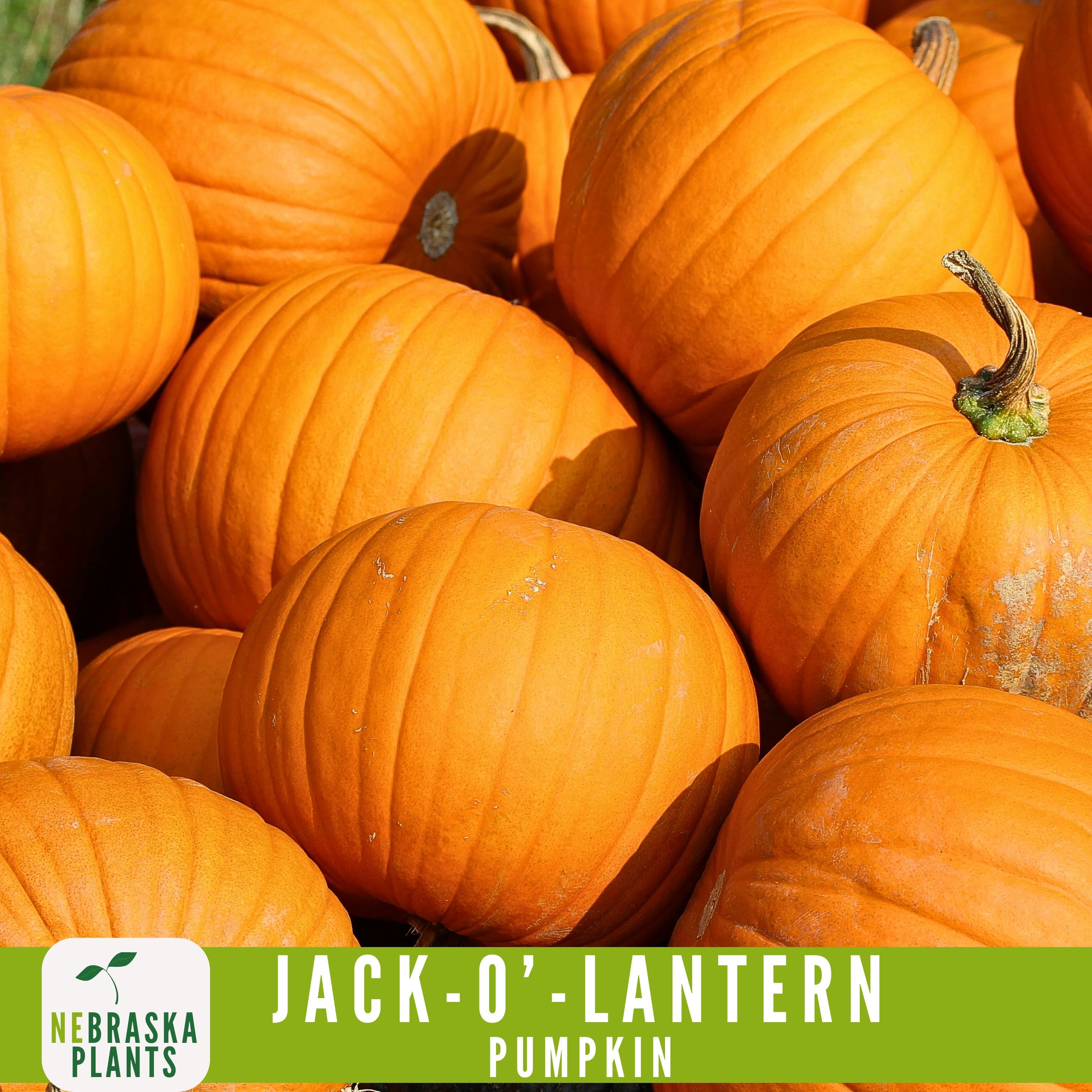 Halloween Pumpkin Seeds - Heirloom Jack-O'-Lantern Pumpkin Seeds Perfect for a Spooky Harvest! - image 4