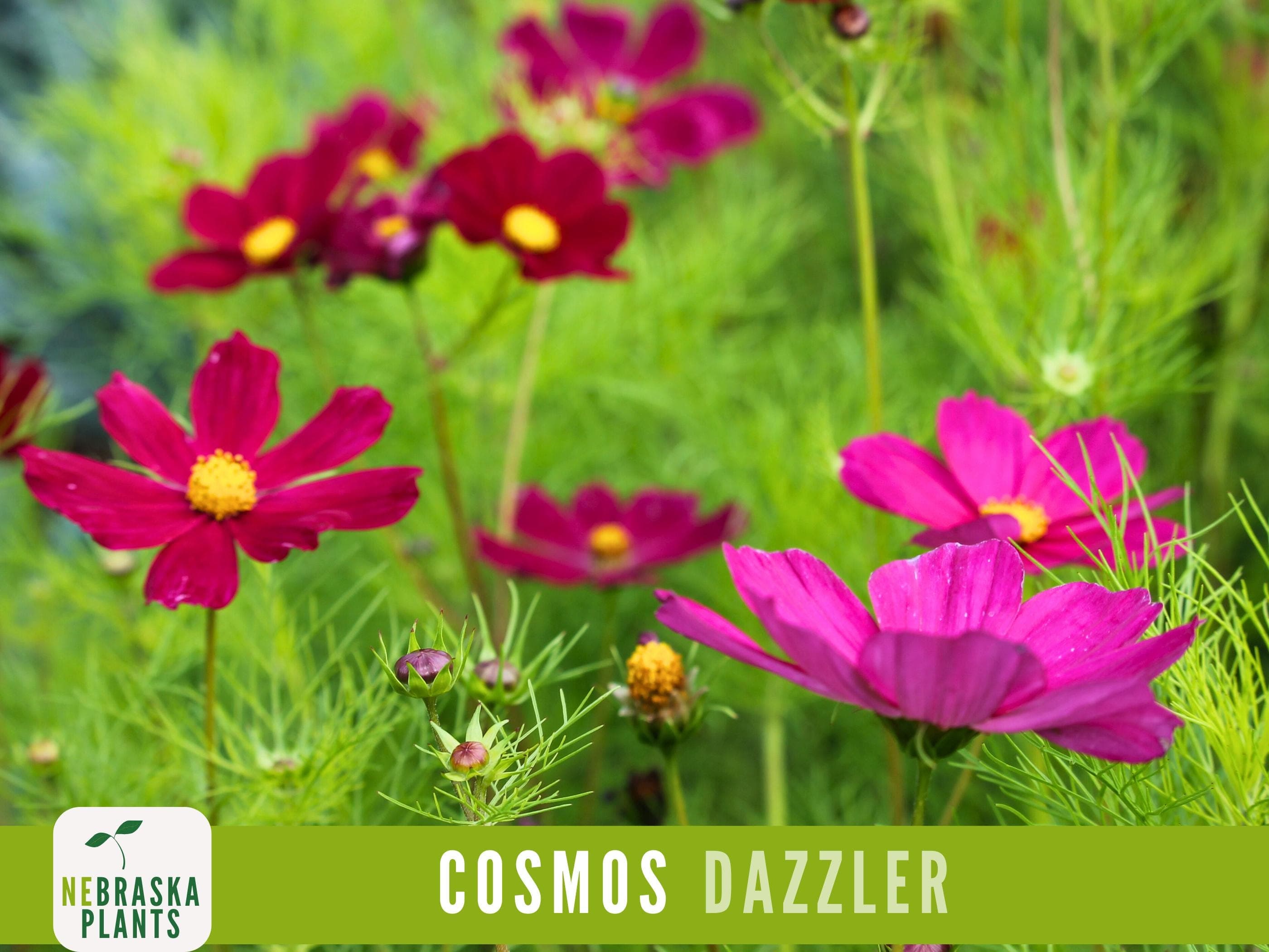 Dazzler Cosmos Seeds - Heirloom Cosmos for a Gorgeous and Pollinator-Friendly Cottage Garden!