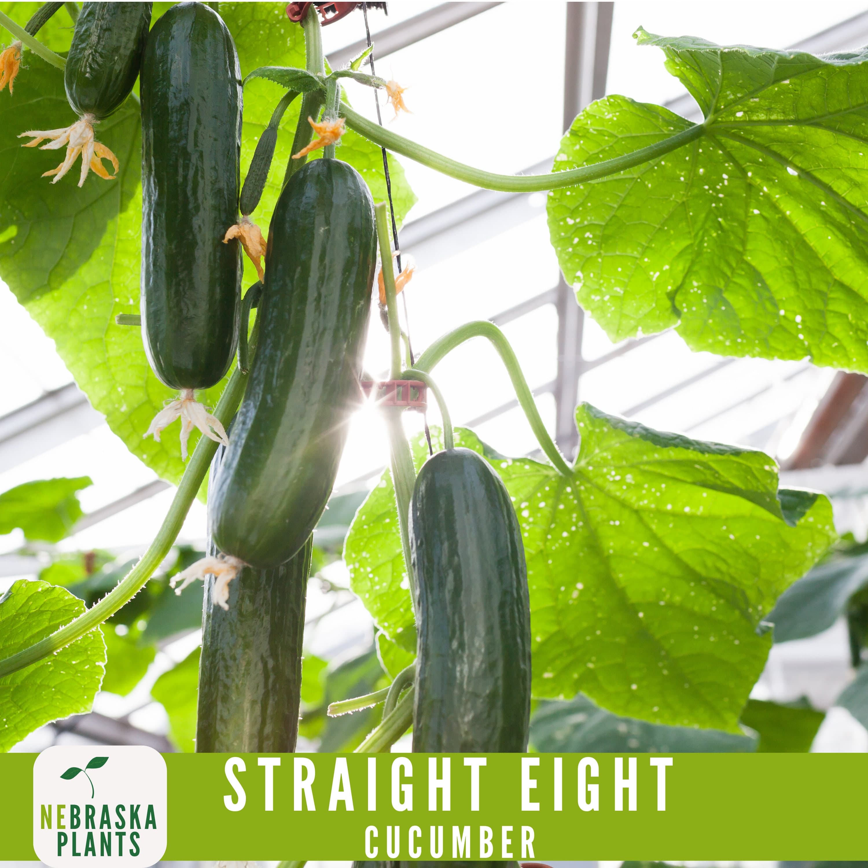 Straight Eight Cucumber Seeds - Crisp and Flavorful Heirloom Cucumbers for you Home Garden! - image 5