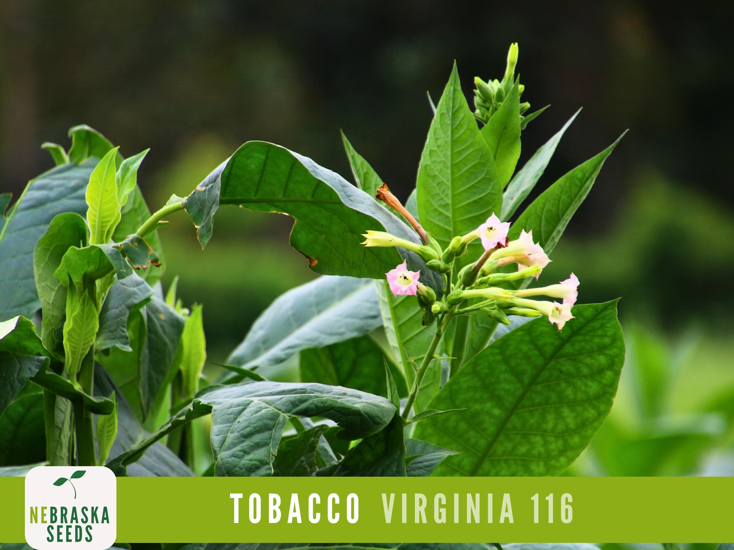 Close-up of the broad green leaves of Virginia 116 Tobacco plant, showing the vibrant foliage and healthy growth.