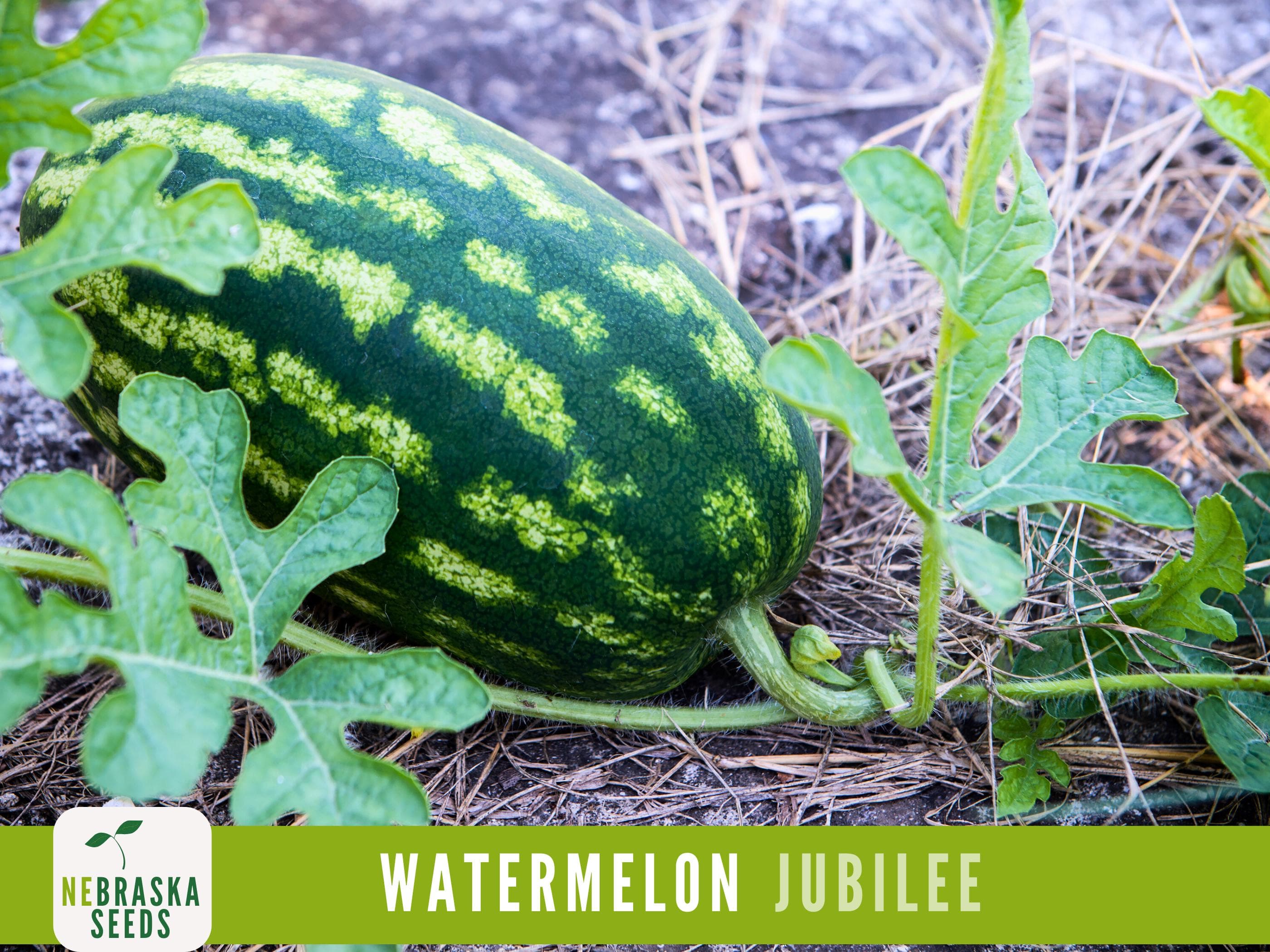 Watermelon Seeds - Jubilee Watermelon Heirloom Seeds - image 5