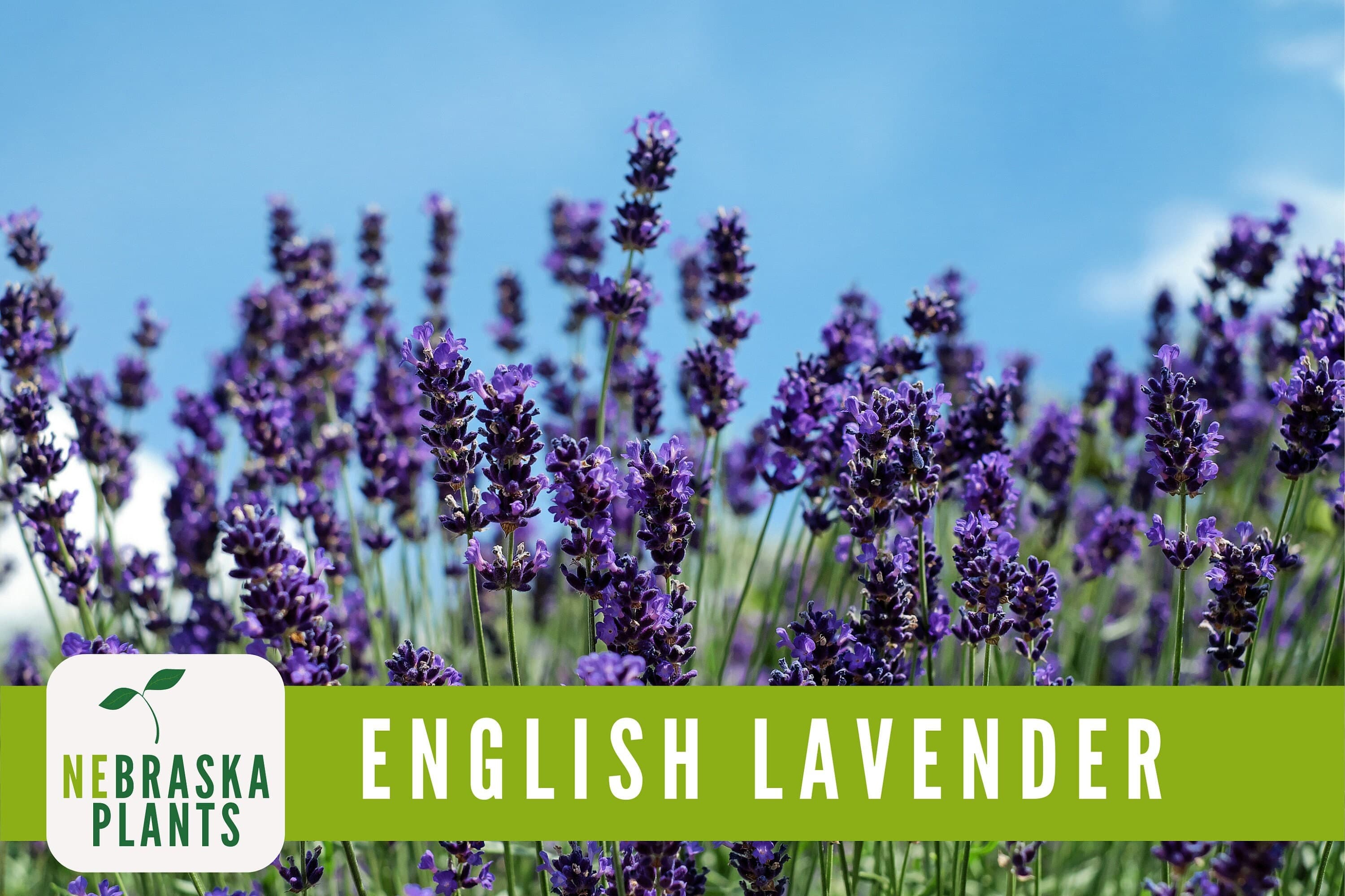 English Lavender with stunning purple blooms and aromatic foliage