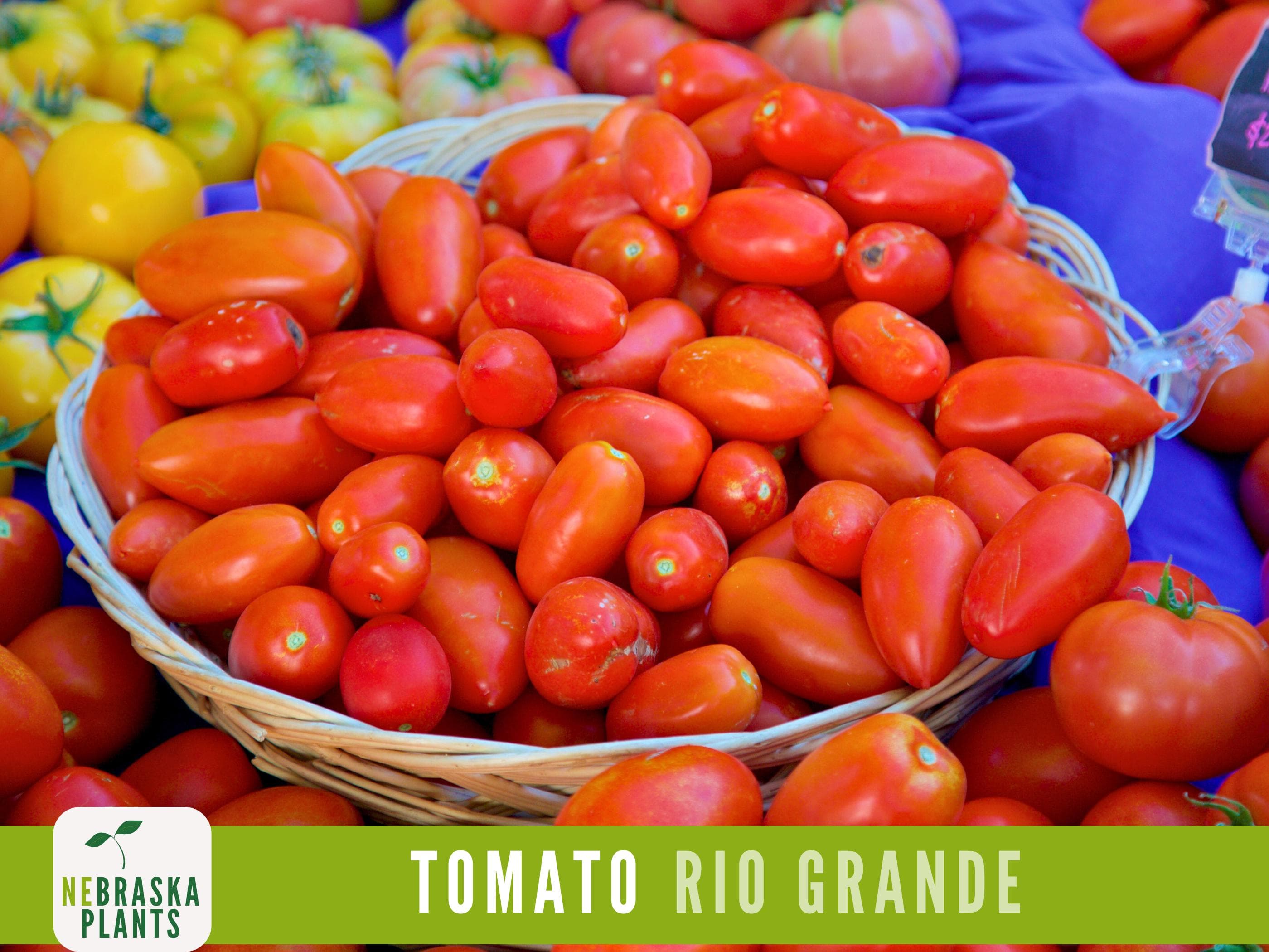 Rio Grande Tomato Seeds - Heirloom Paste Tomato Seeds - image 4