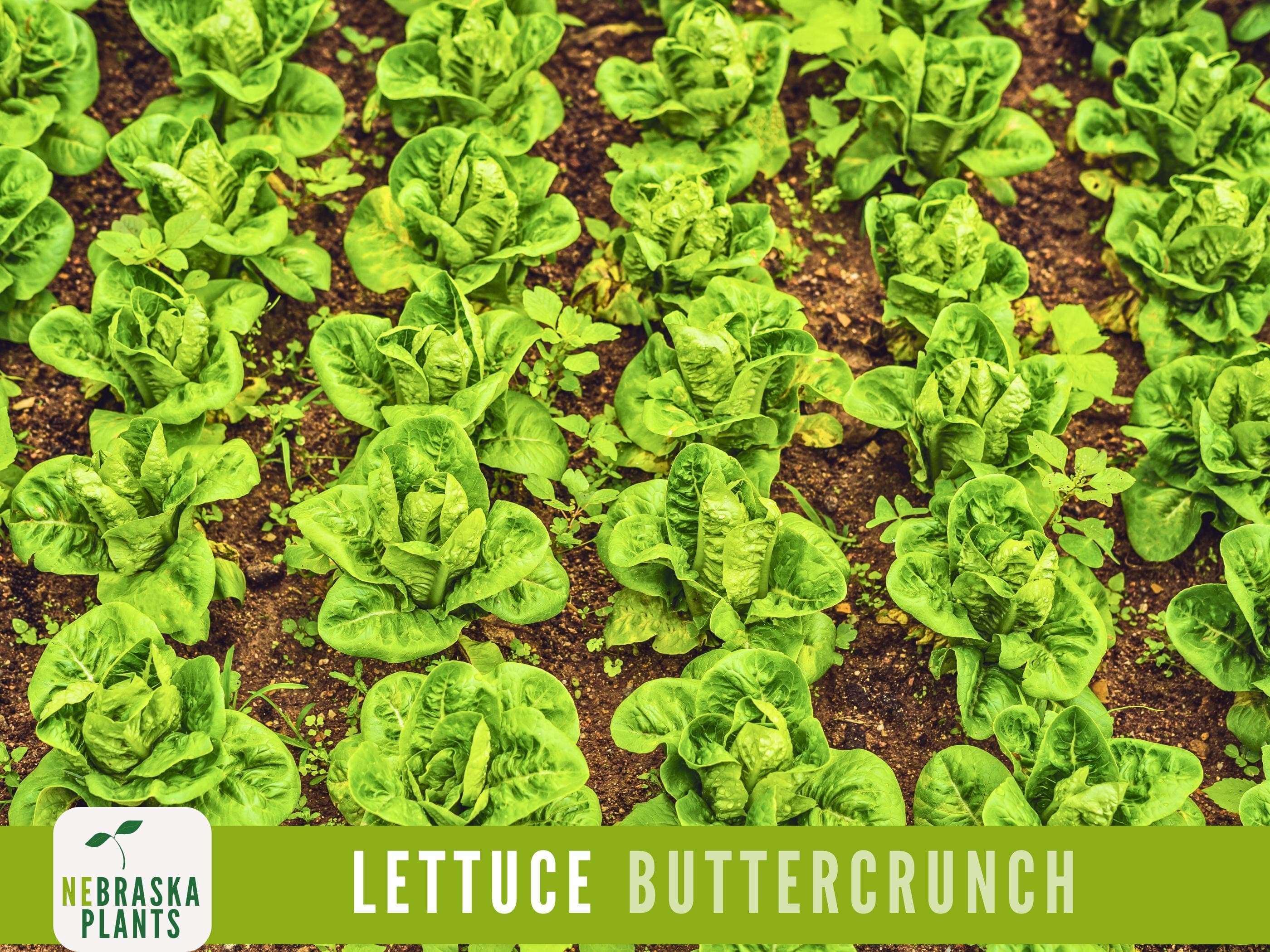 Lettuce Seeds - Buttercrunch Lettuce Heirloom Garden Seeds