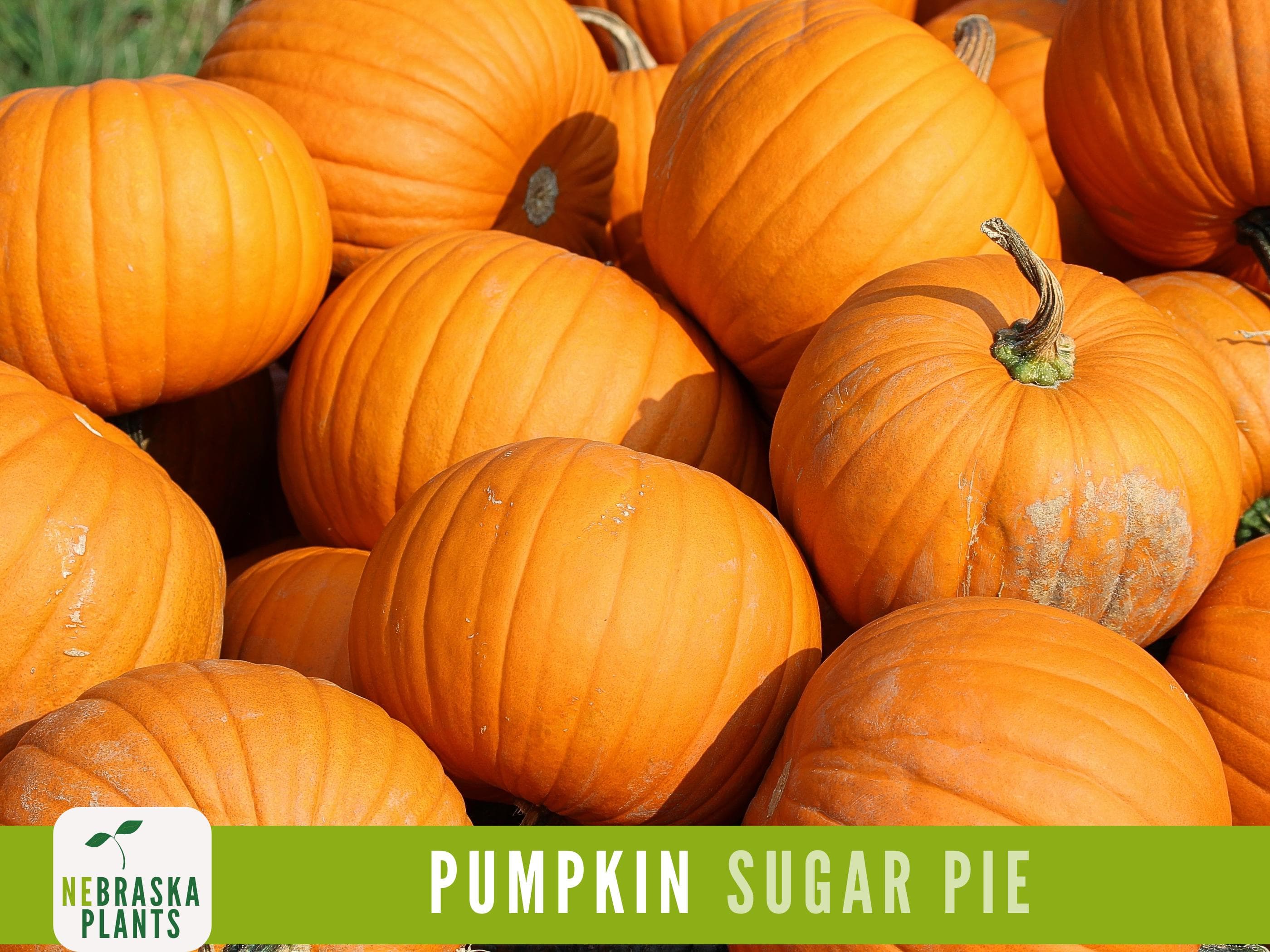 Sugar Pie Pumpkin Seeds - Celebrate the Spirit of Autumn with Heirloom, Non-GMO Pumpkin Seeds
