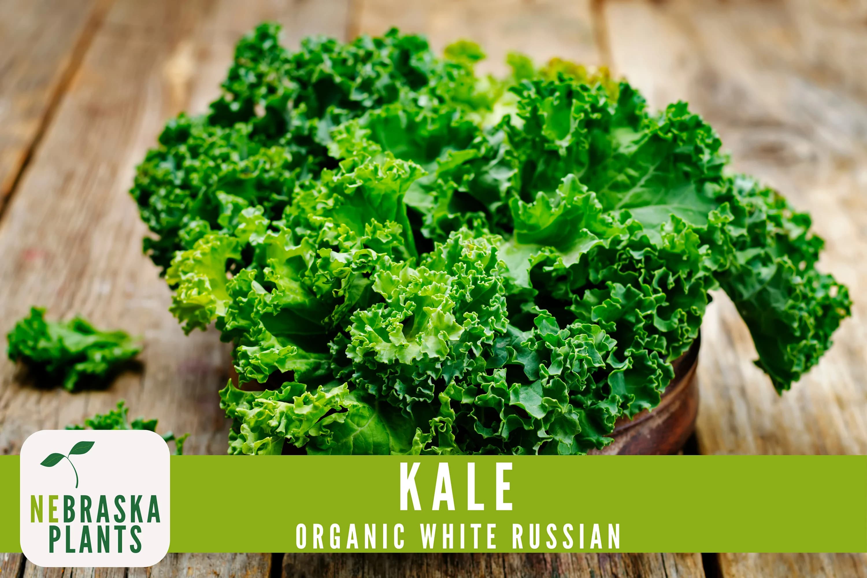 Kale Seeds- Organic White Russian Heirloom Kale Seeds - image 3