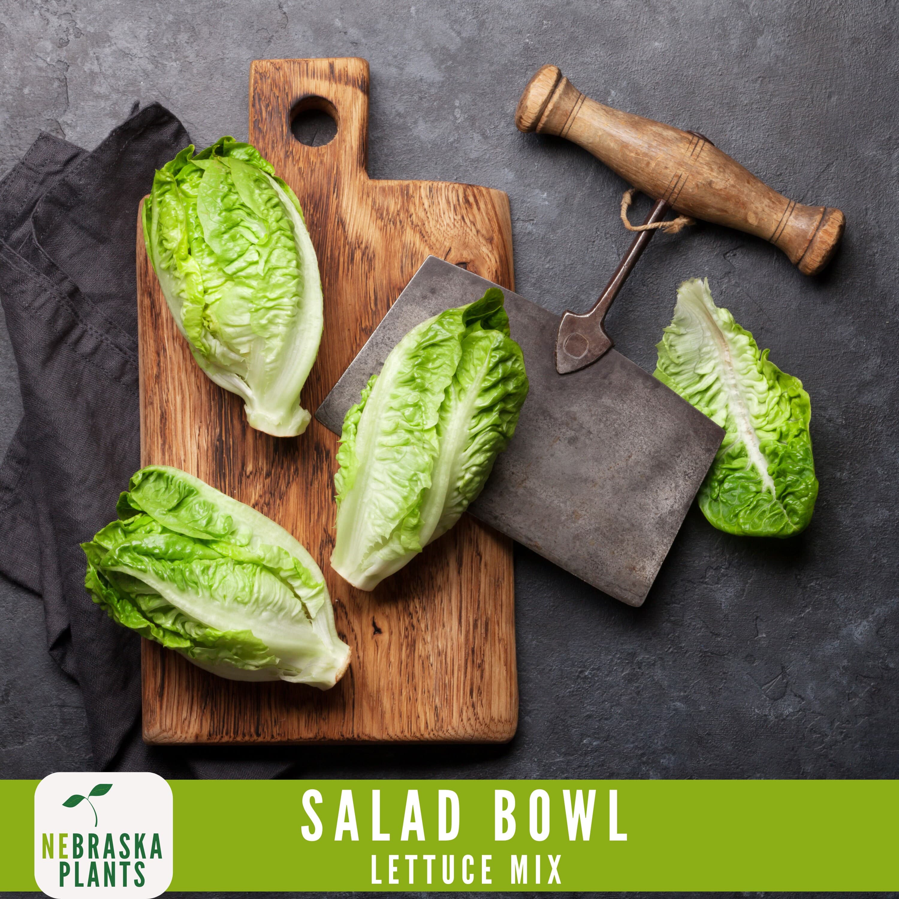 Salad Bowl Container Mix - Heirloom Lettuce Seeds - image 4