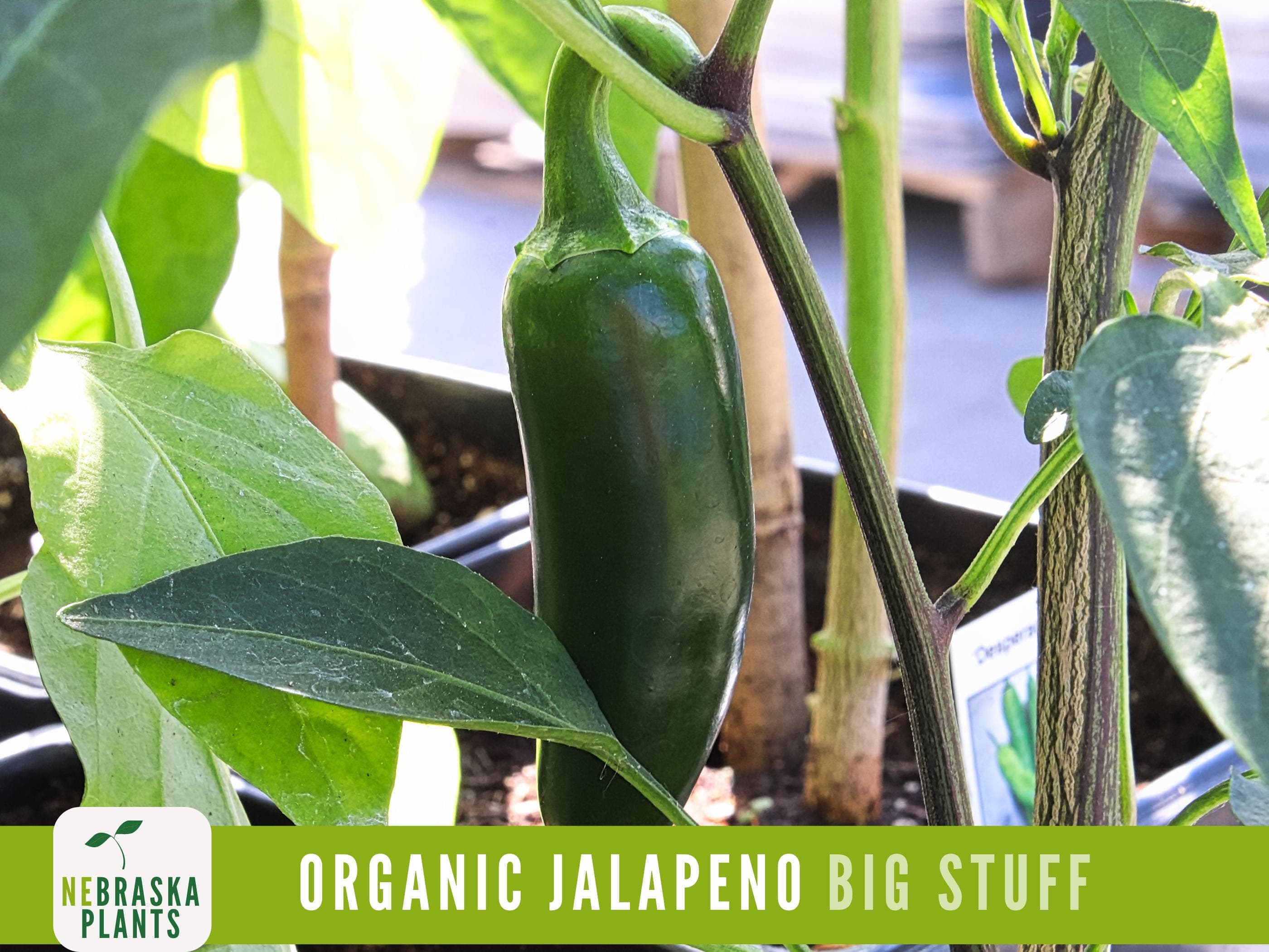 Organic Jalapeño Pepper - Heirloom Jalapeño Garden Seeds - image 3