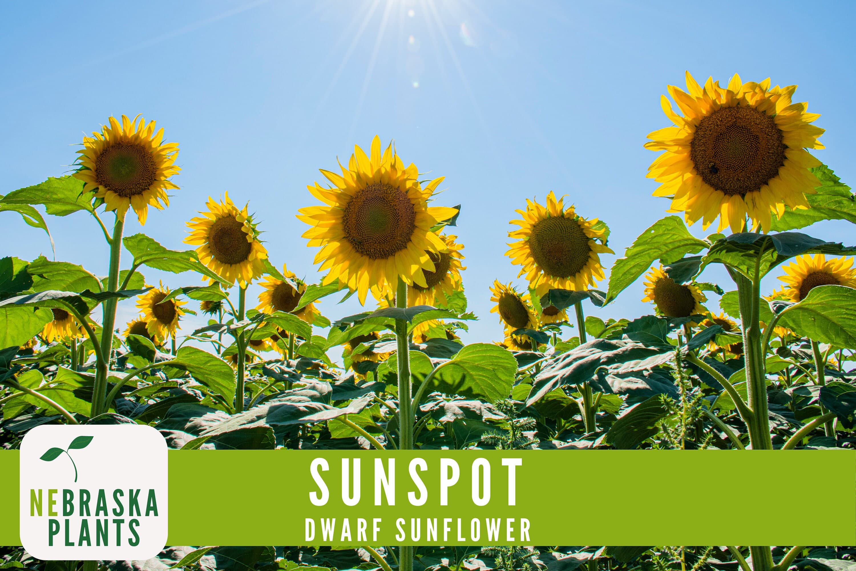 Sunflower Seeds - Sunspot Dwarf Heirloom Sunflower Garden Seeds - image 3