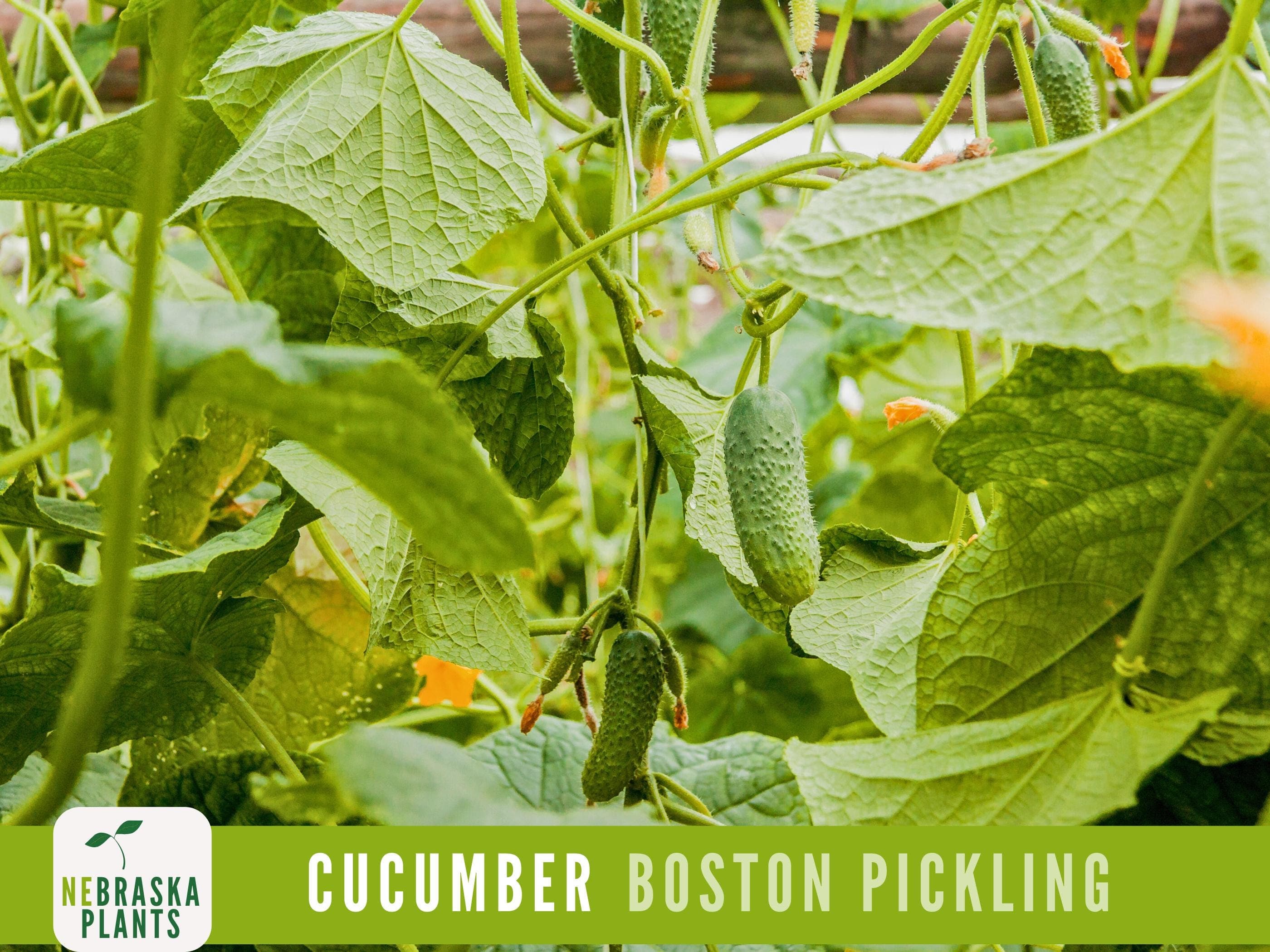 Cucumber Seeds - Boston Pickling Cucumber Heirloom Garden Seeds - image 5
