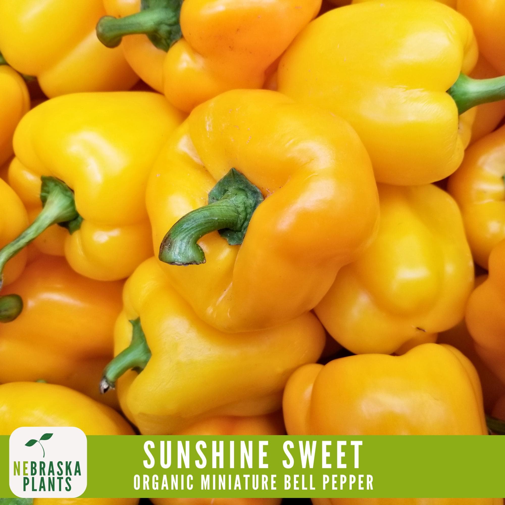A cluster of vibrant, glossy miniature yellow bell peppers fresh from the garden.
