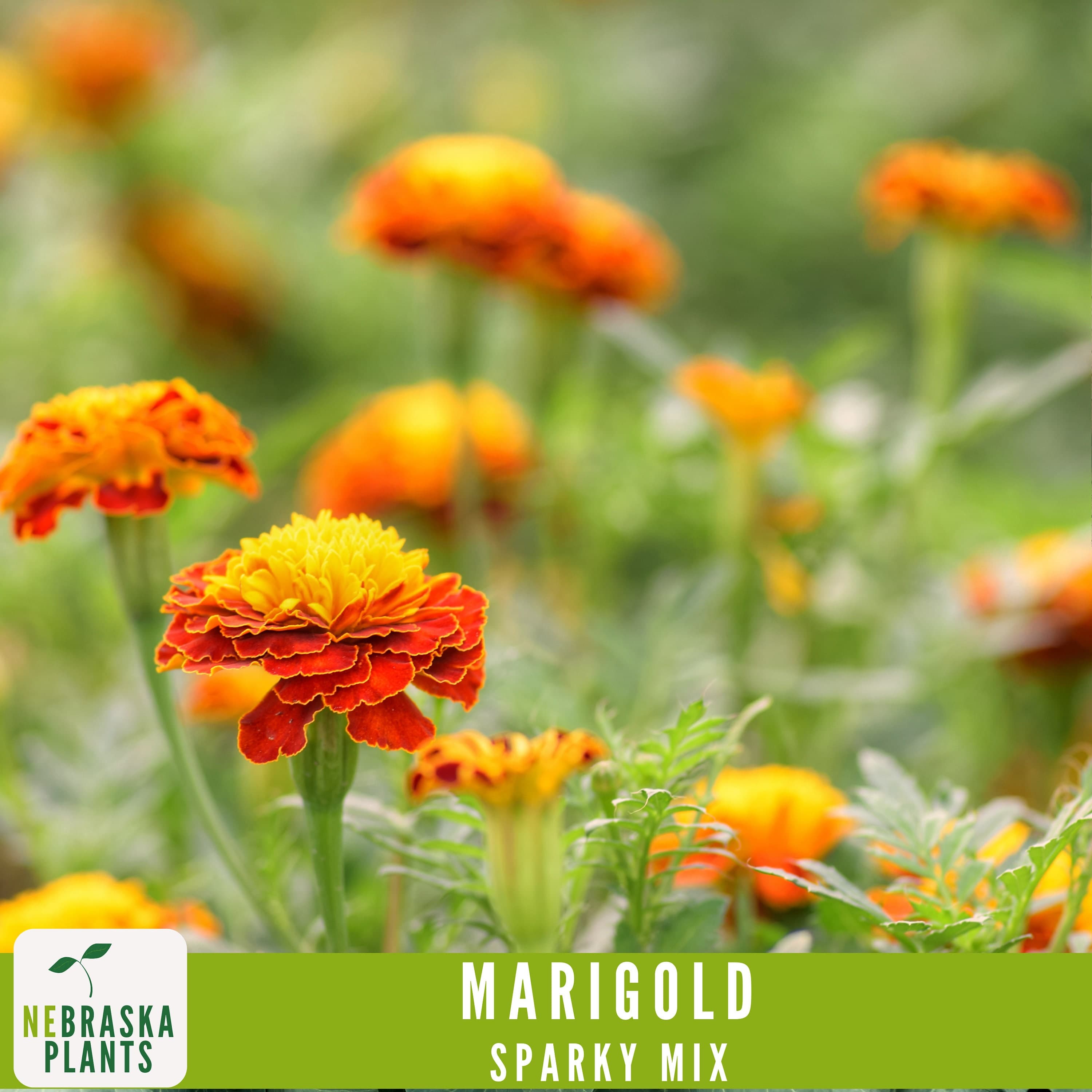 Sparky Marigold seeds for adding vibrant color to containers, borders, and gardens