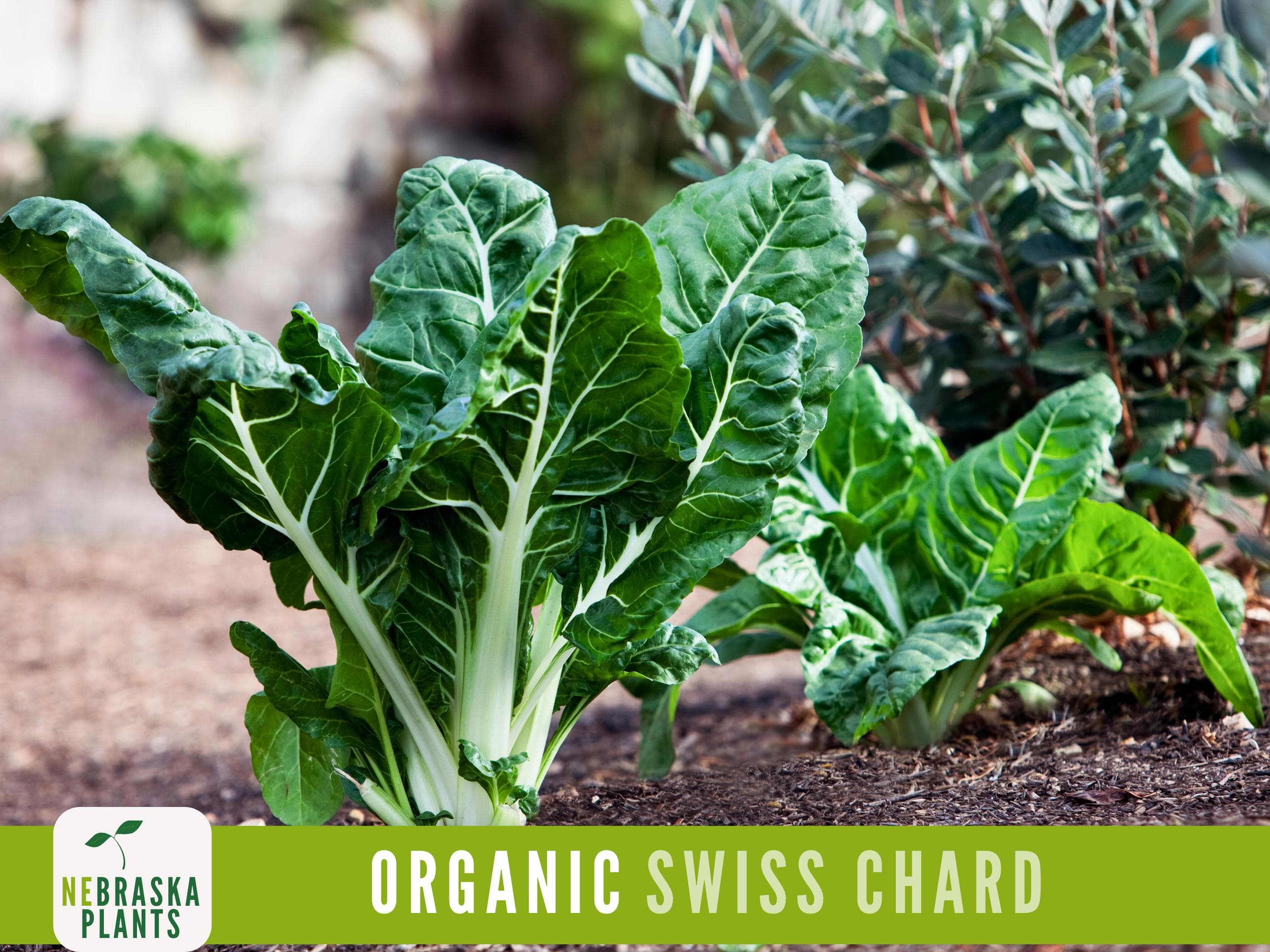 Organic Swiss Chard Seeds - Fordhook Giant Swiss Chard Heirloom Seeds - image 5