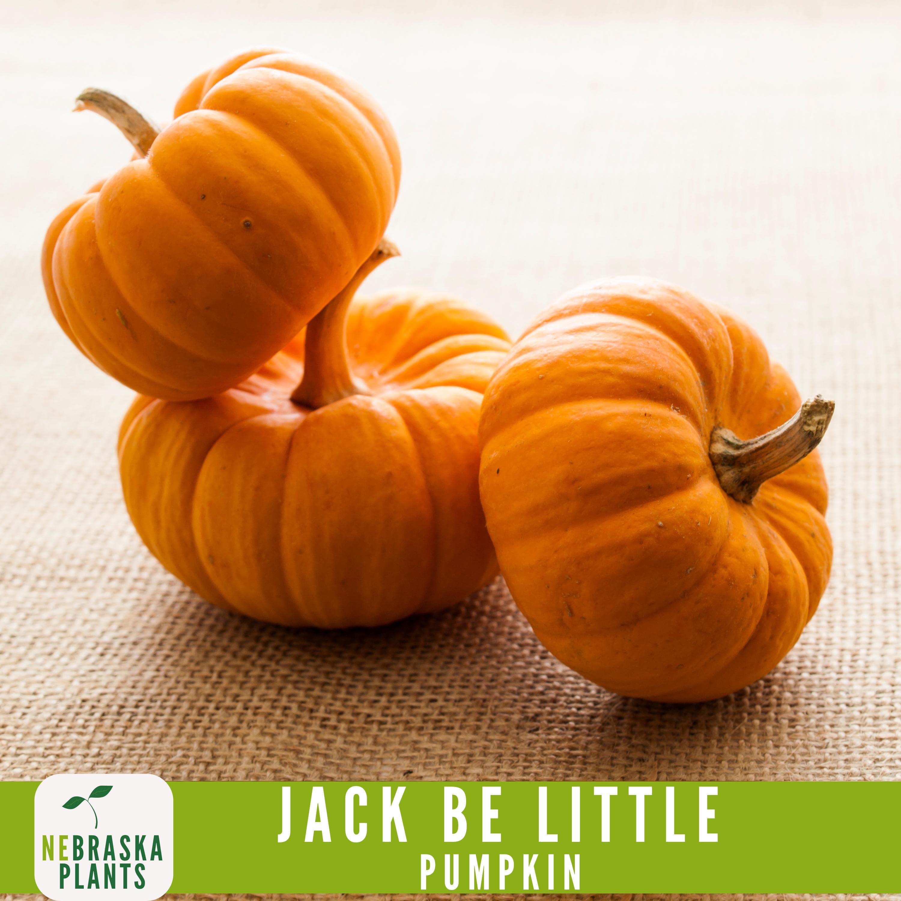 Jack Be Little Pumpkin Seeds - Grow your own Adorable Miniature Pumpkins! - image 5