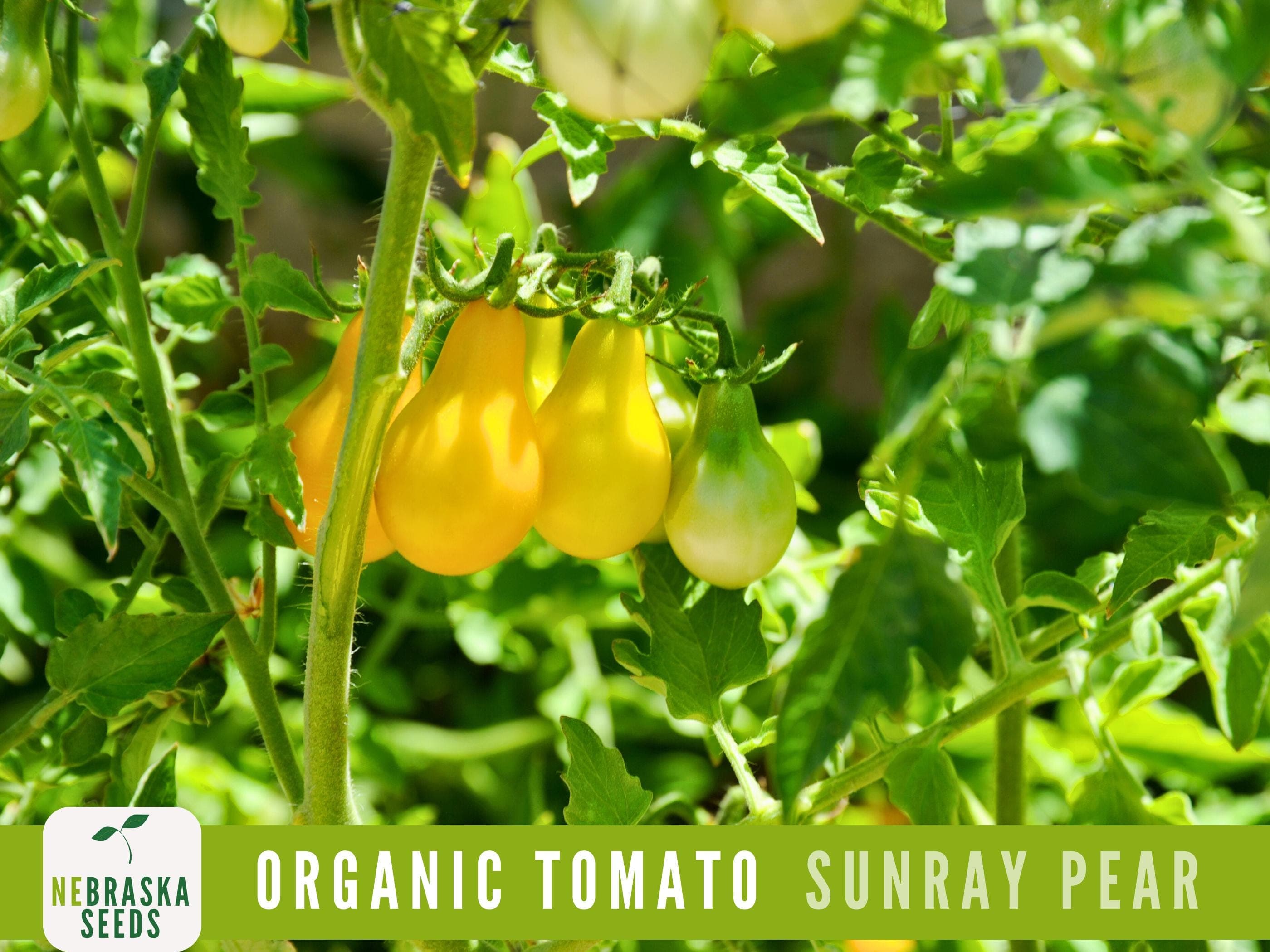 Lush heirloom tomato vines filled with small, golden pear-shaped tomatoes