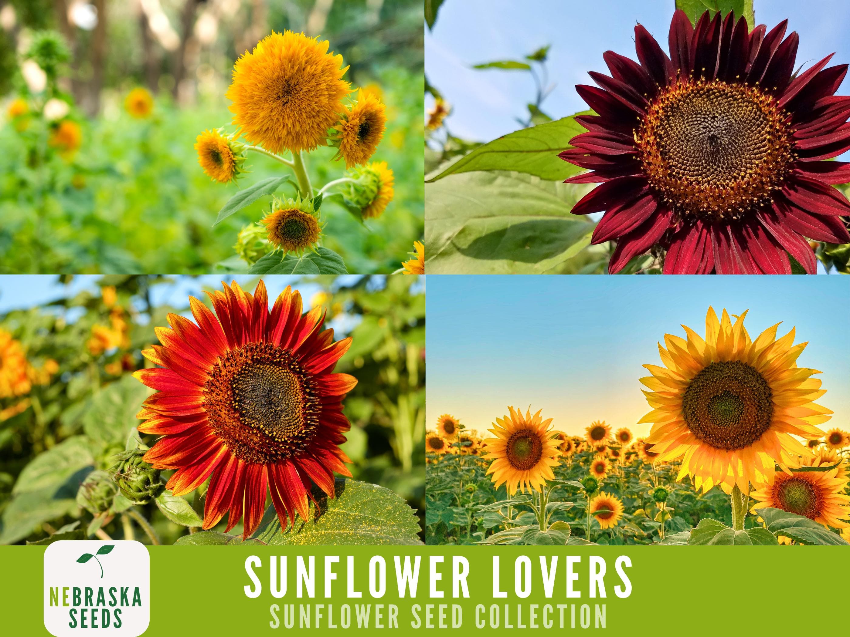 Sunflower Lovers Collection - 4 Heirloom Sunflower Seed Varieties