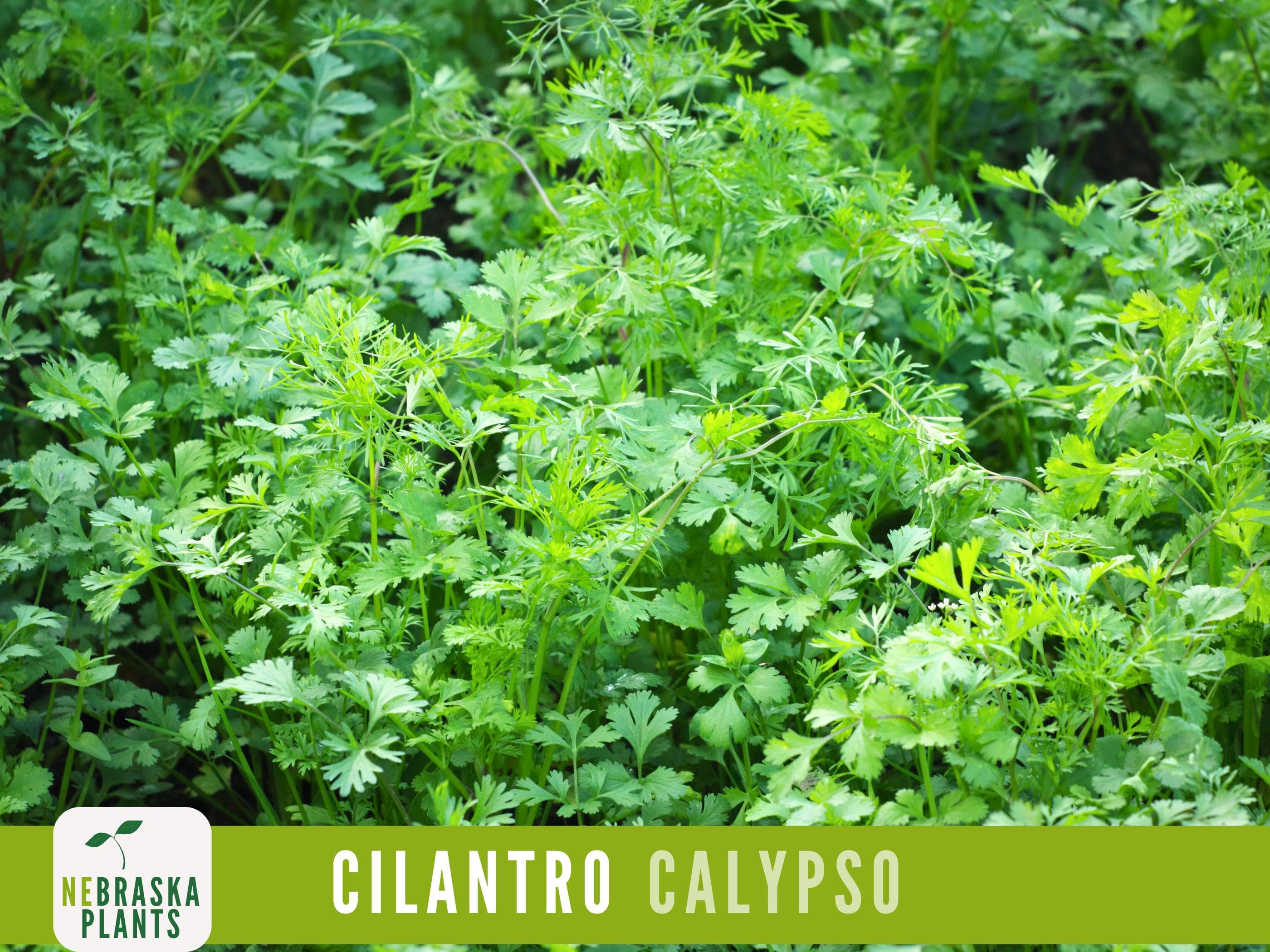 Cilantro Seeds - Calypso Cilantro Heirloom Garden Seeds - image 5