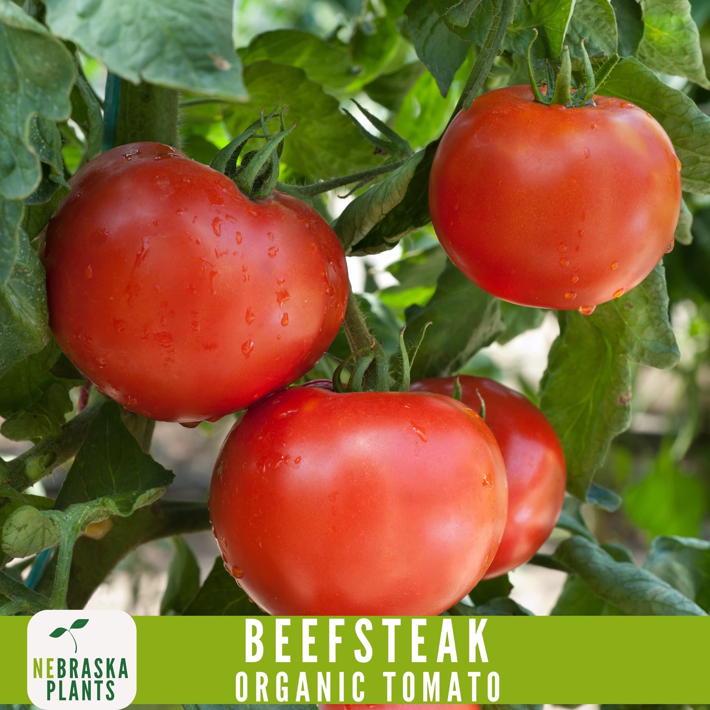 Organic Beefsteak Tomato Seeds - Juicy Heirloom Giants for Home Gardens! - image 3