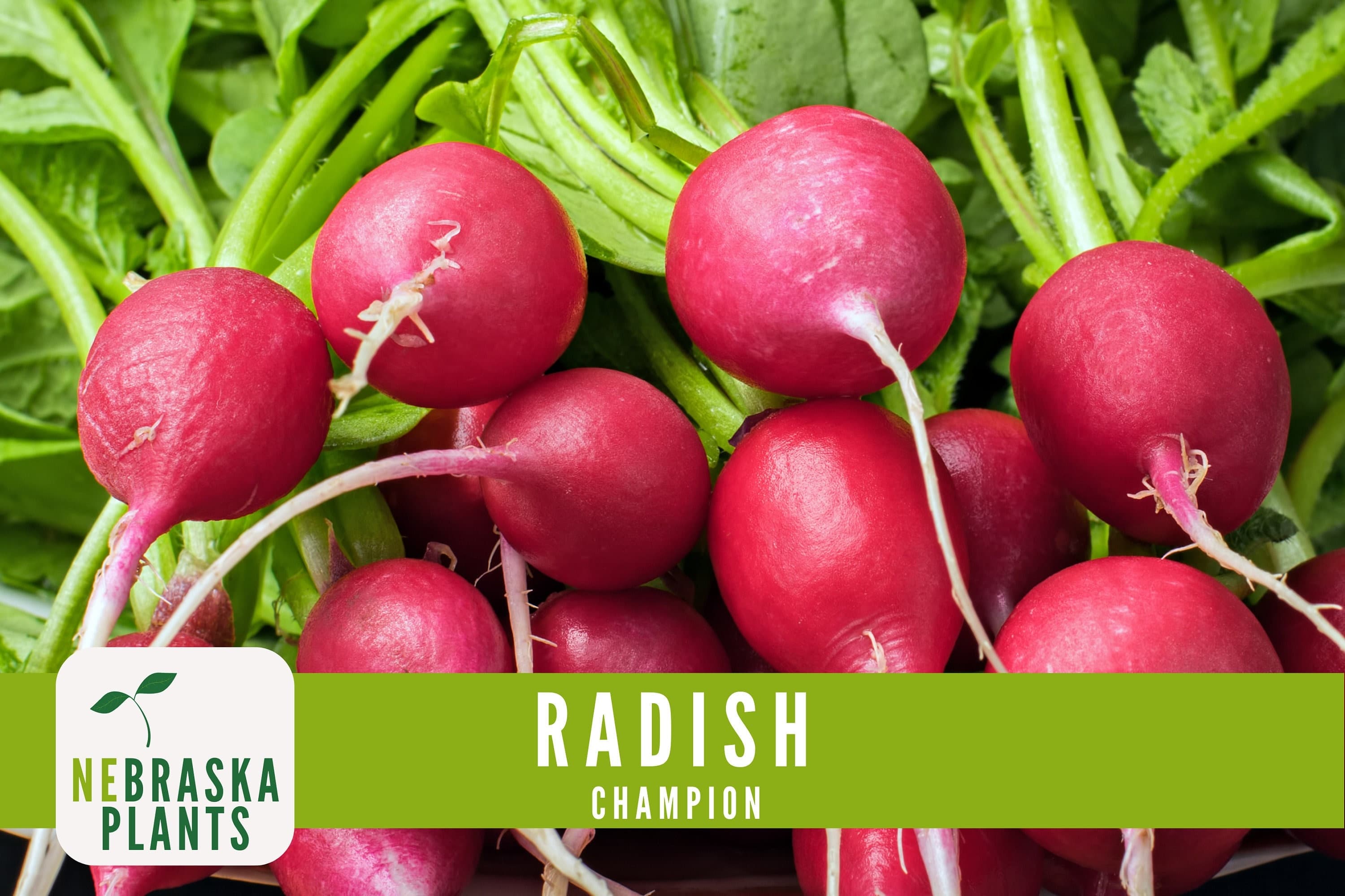Radish Seeds - Champion Heirloom Radish Seeds - image 3