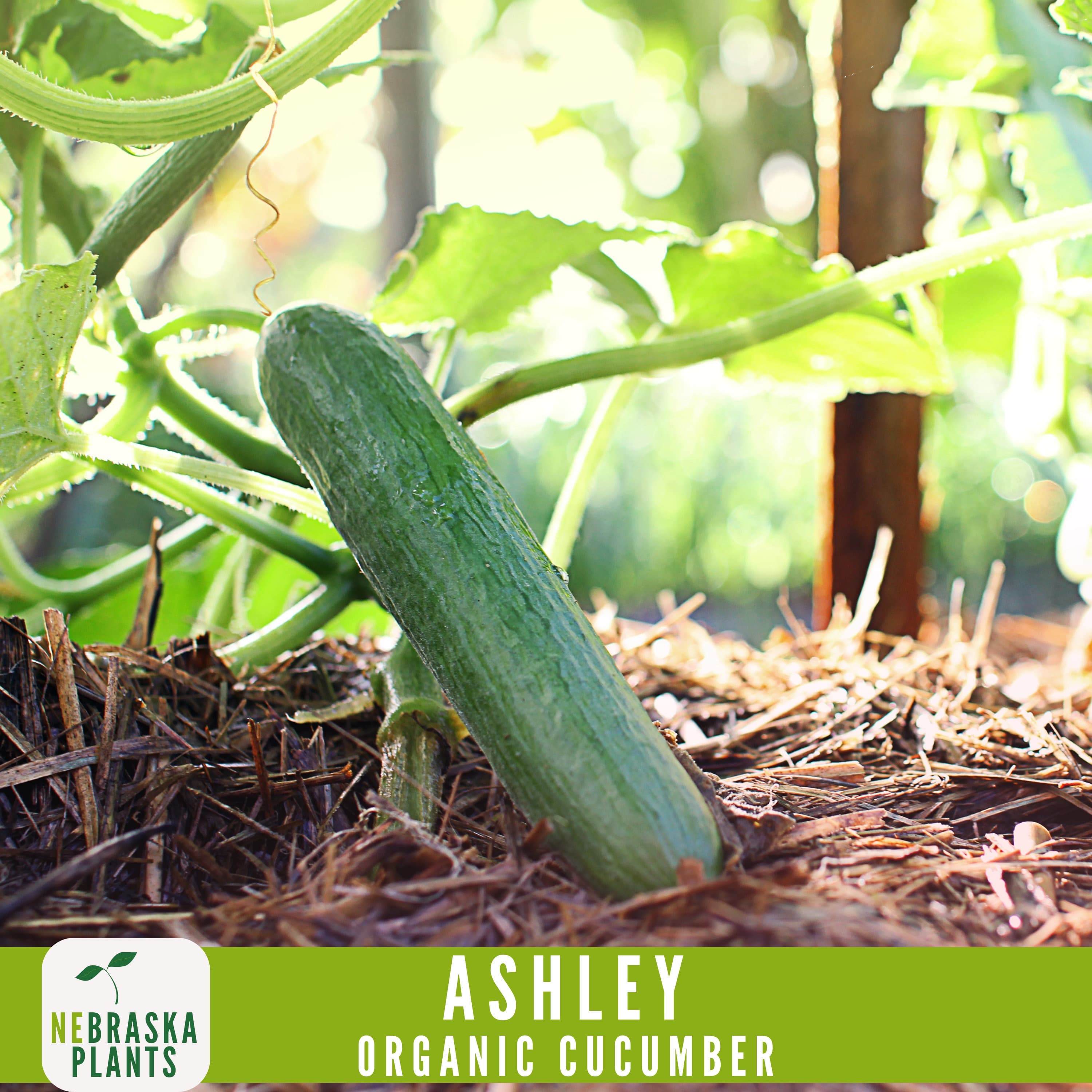 Organic Ashley Cucumber Seeds - Heirloom, Non-GMO - Crisp and Flavorful Homegrown Delight! - image 5