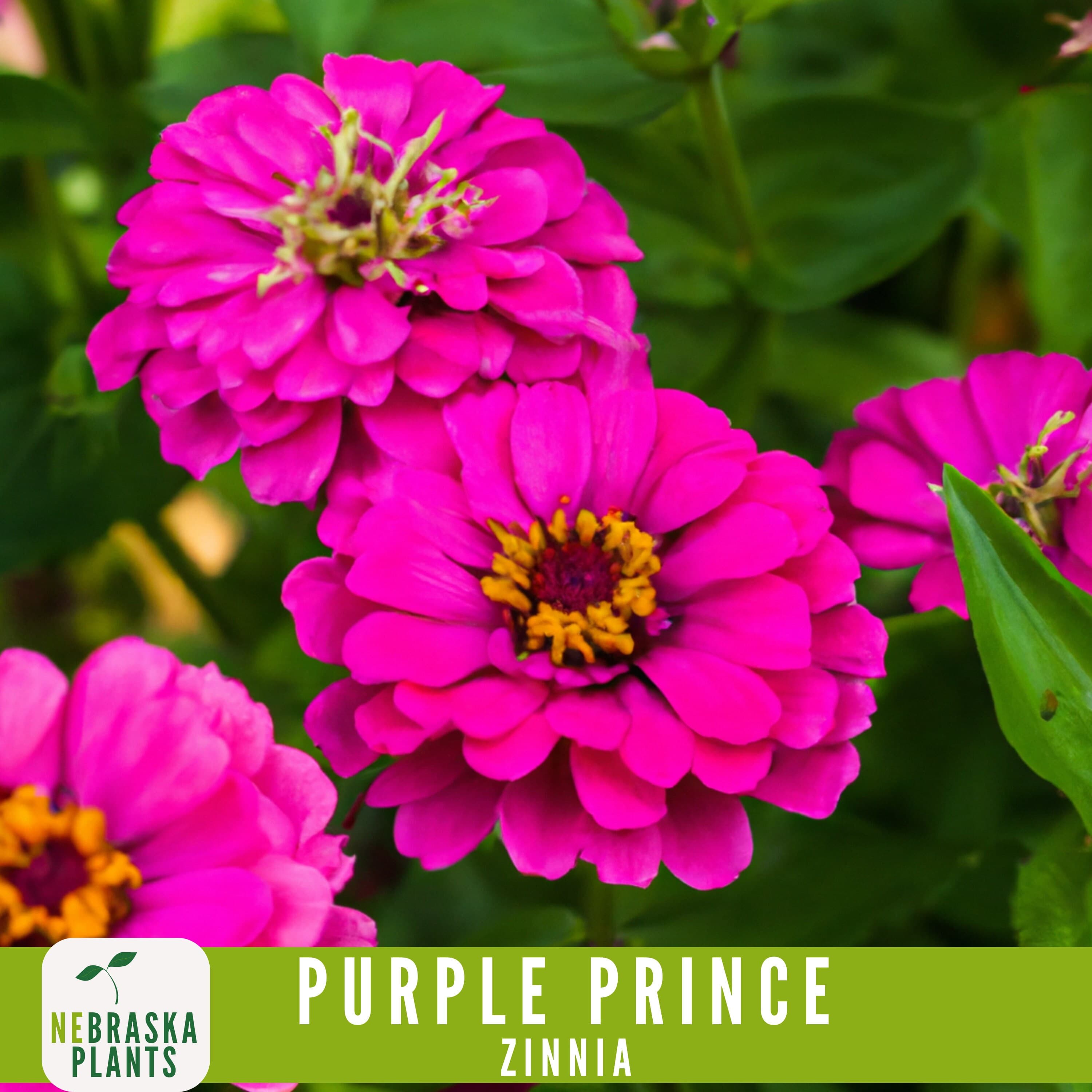 Purple Prince Zinnia flower seeds for stunning purple blooms in garden borders