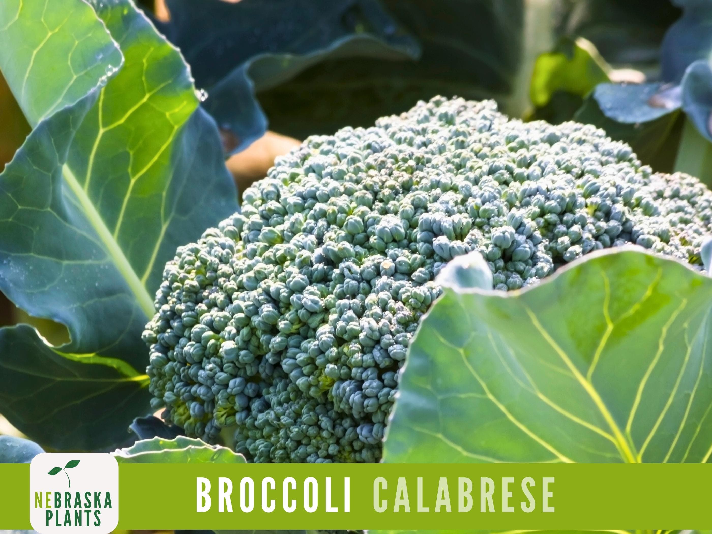 Broccoli Seeds - Calbrese Heirloom Broccoli Seeds - image 3