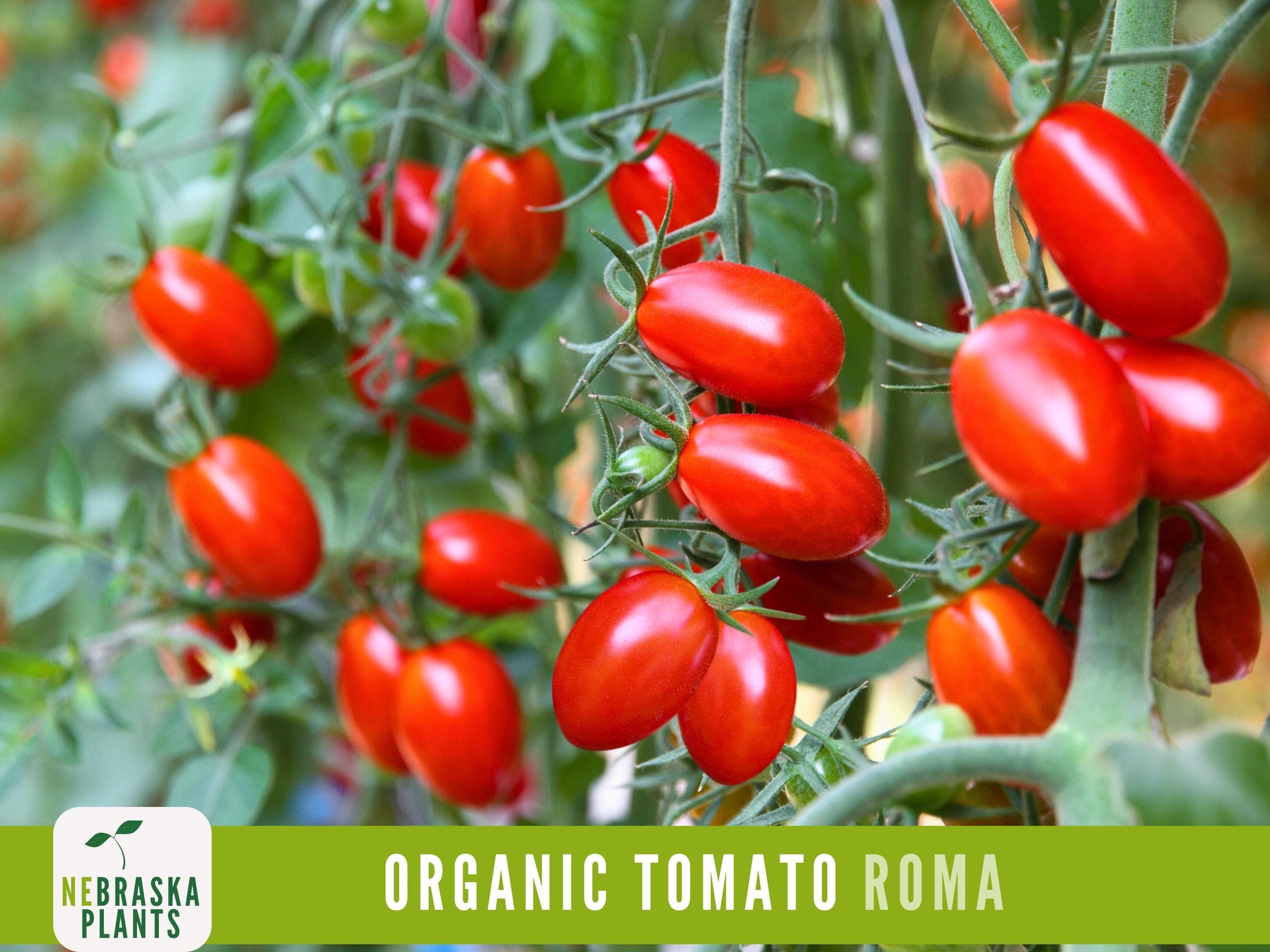 Organic Roma Tomato Seeds - Heirloom Tomato Seeds - image 4
