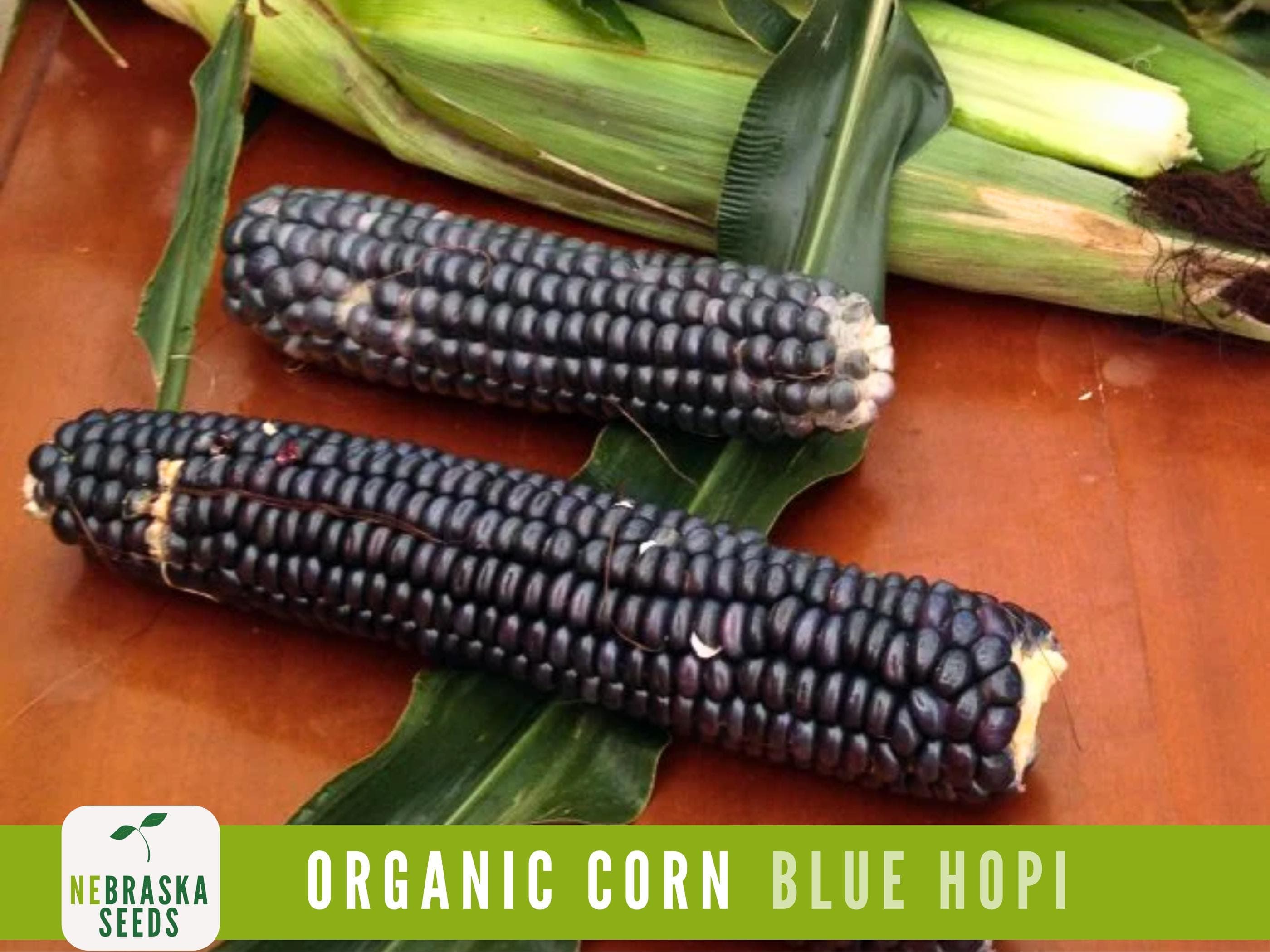 Organic Blue Hopi Corn Seeds | Heirloom | Non-GMO | Drought-Resistant | Easy-to-Grow! - image 3