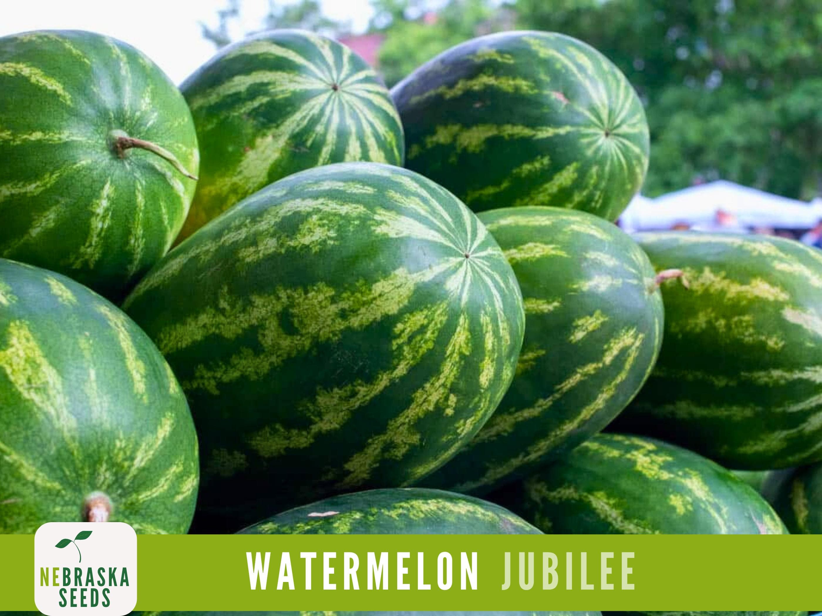 Watermelon Seeds - Jubilee Watermelon Heirloom Seeds - image 3