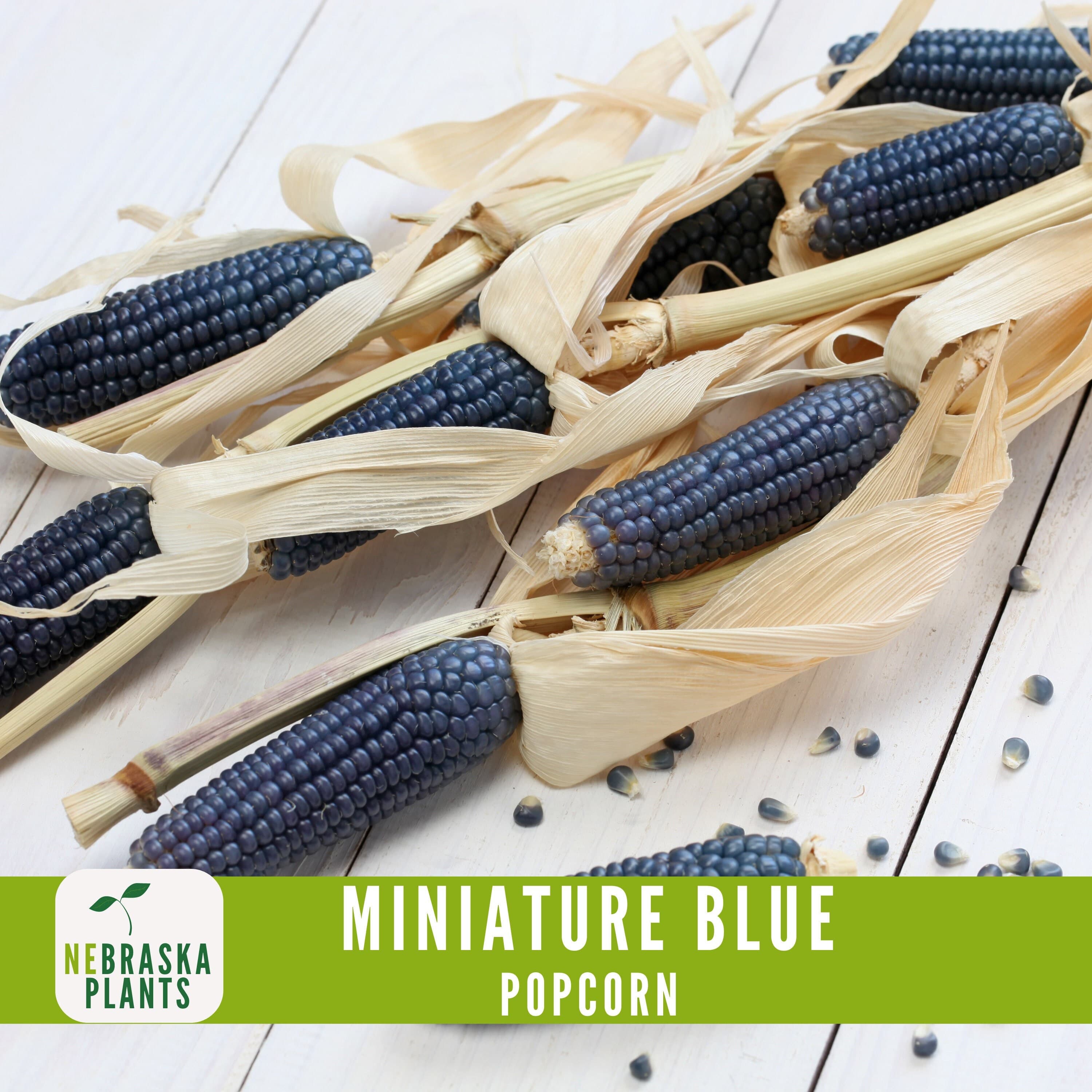 Rare Miniature Blue Popcorn Seeds - Grow Unique Heirloom Popcorn Seeds in your own Backyard! - image 3