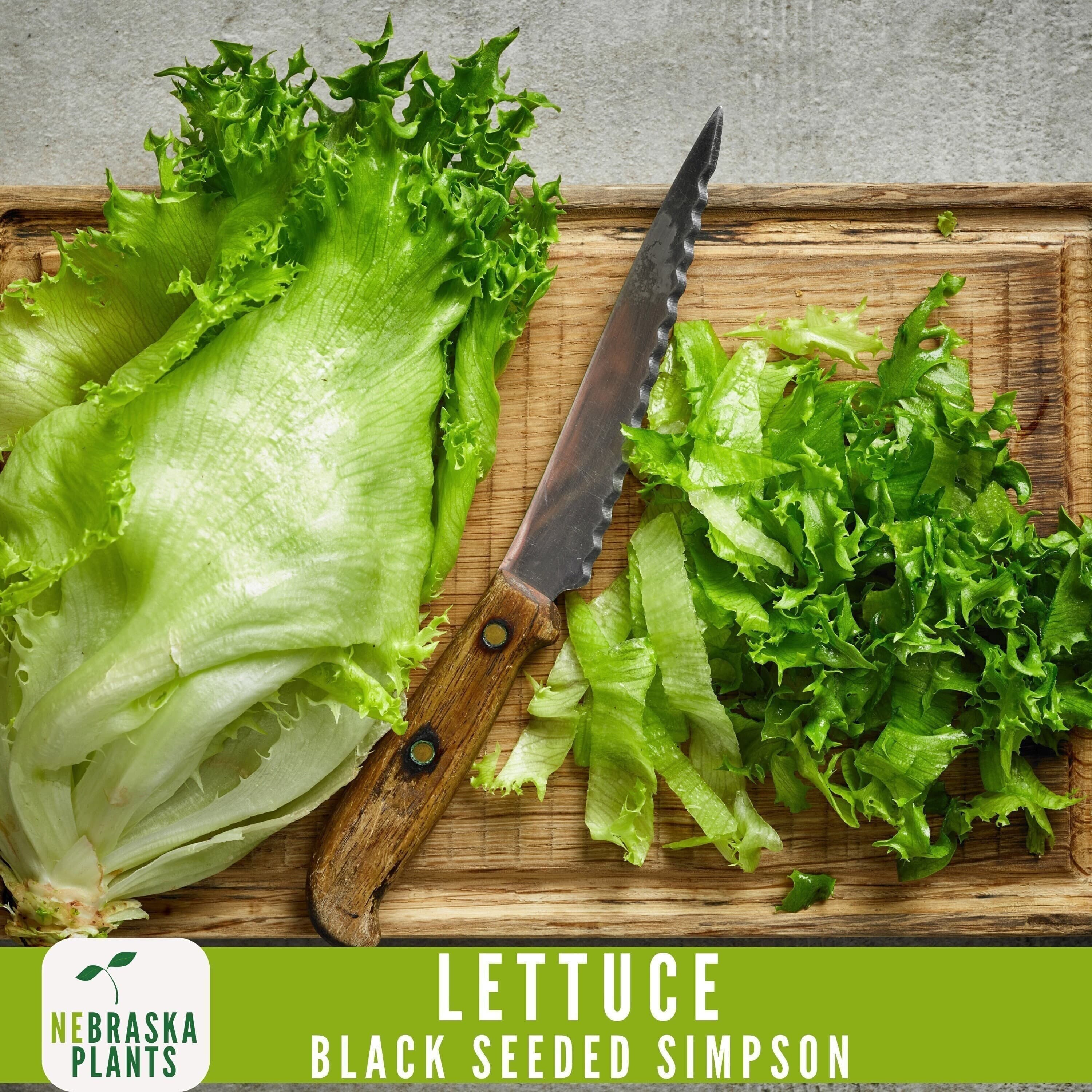 Black Seeded Simpson Lettuce
