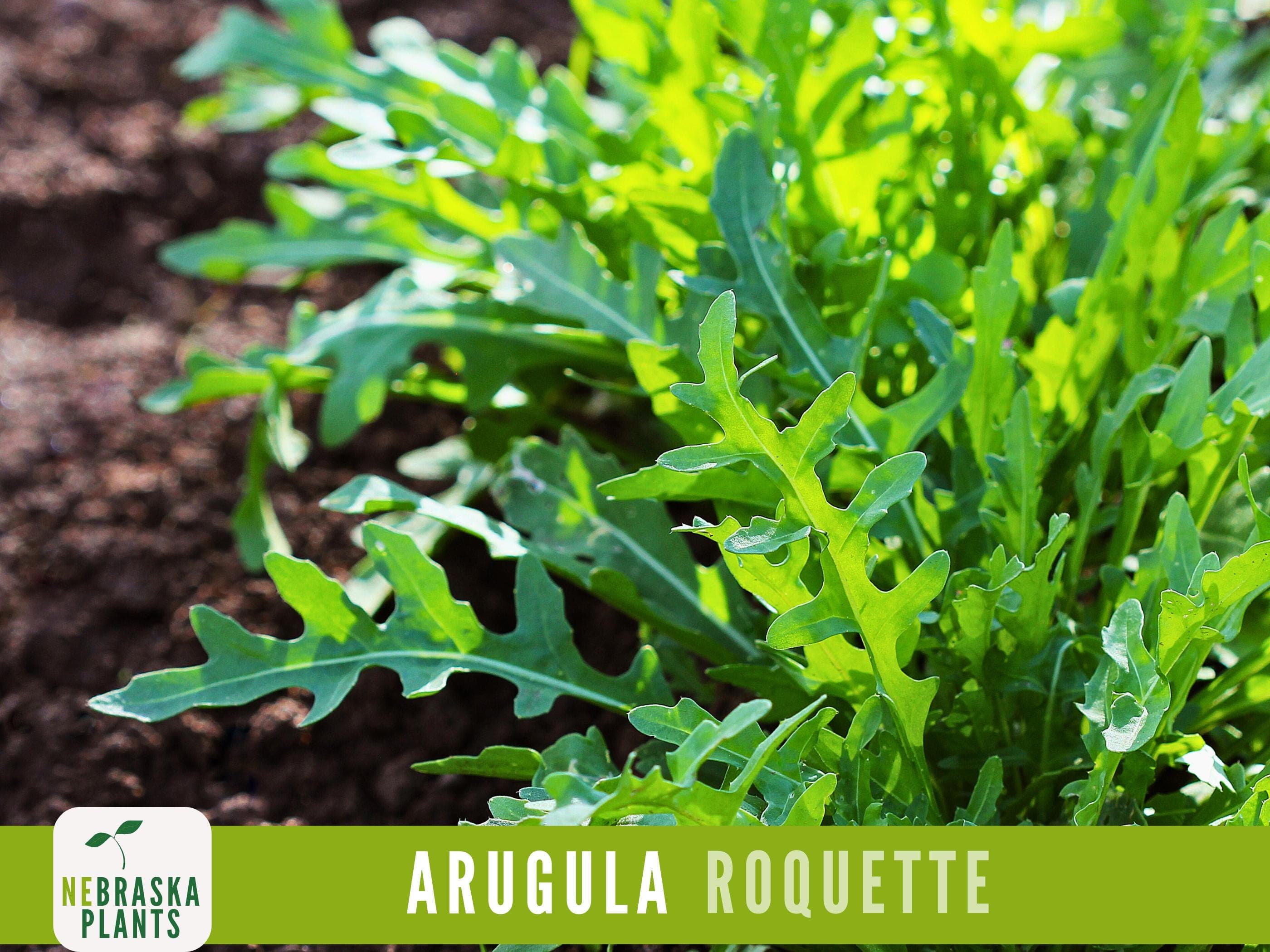 Arugula Seeds - Roquette Arugula Heirloom Seeds - image 3