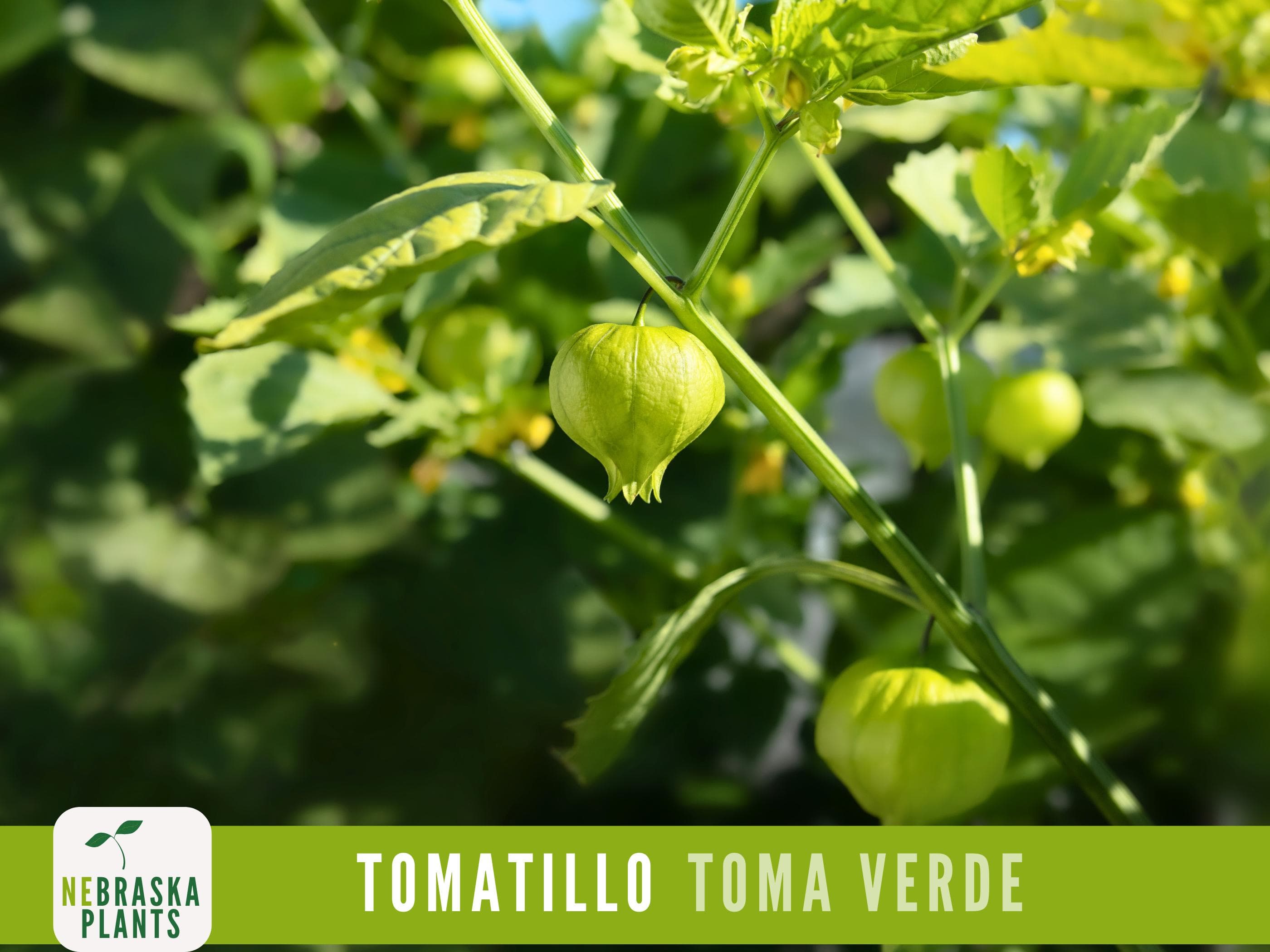 Tomatillo Seeds - Toma Verda Heirloom Garden Seeds - image 3